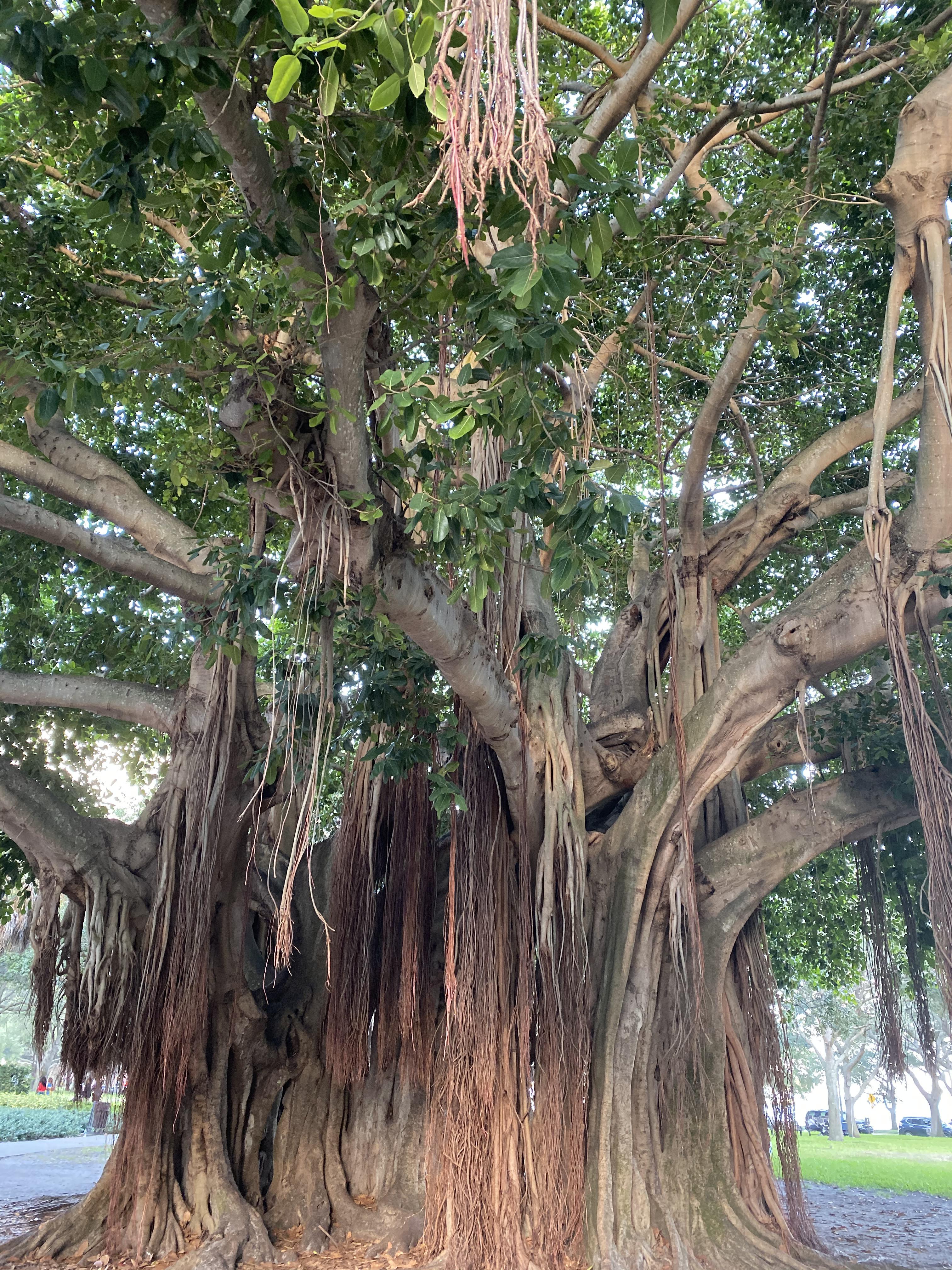 Downtown St Pete. Home. r/florida
