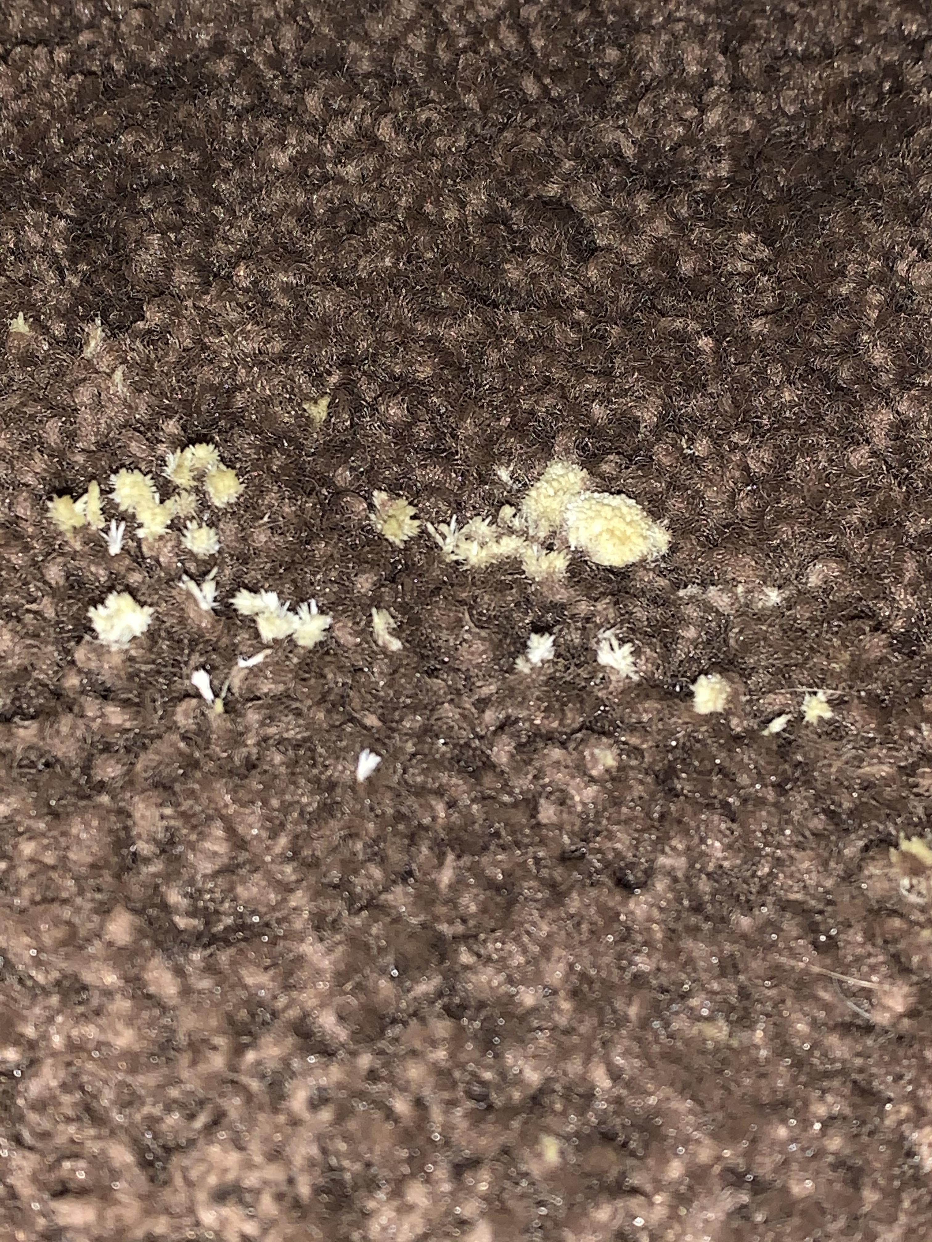 Is this mold? It isn’t so much fuzzy as it is... crystallike r/Mold