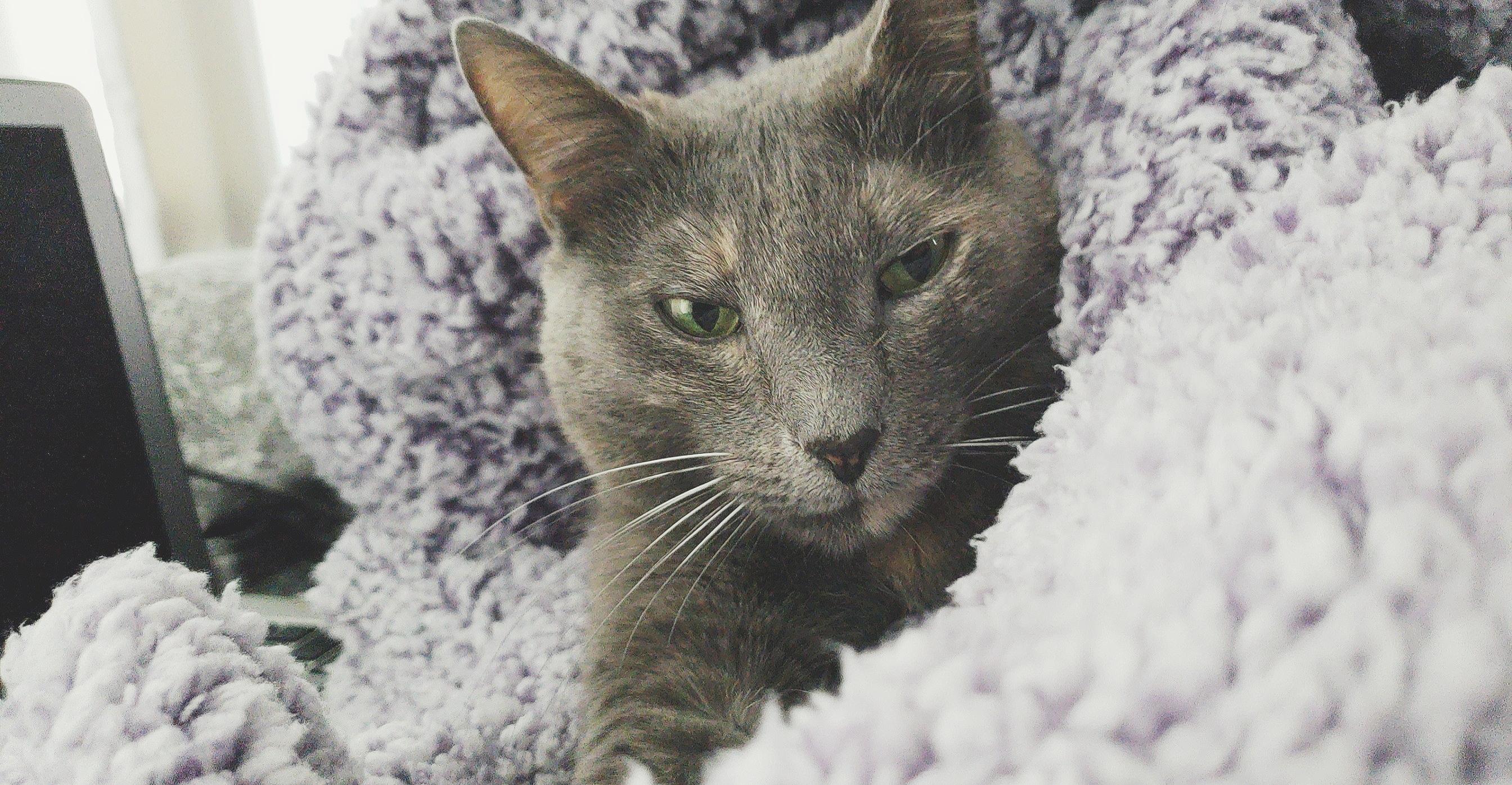 Just bought a fleece blanket. Shes been making biscuits in it all