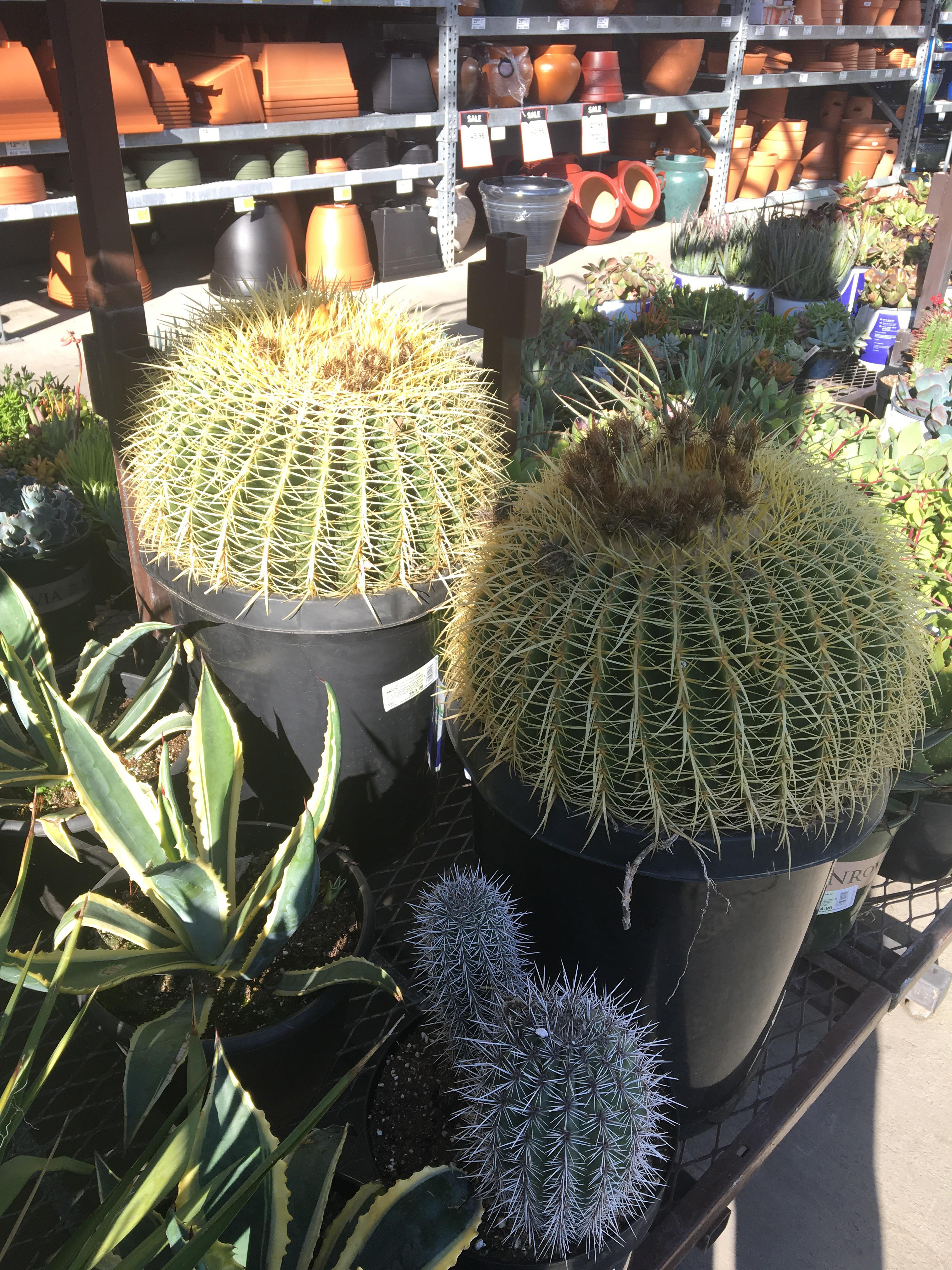 My local Home Depot has some HUGE Golden Barrels for sale. I wanted to