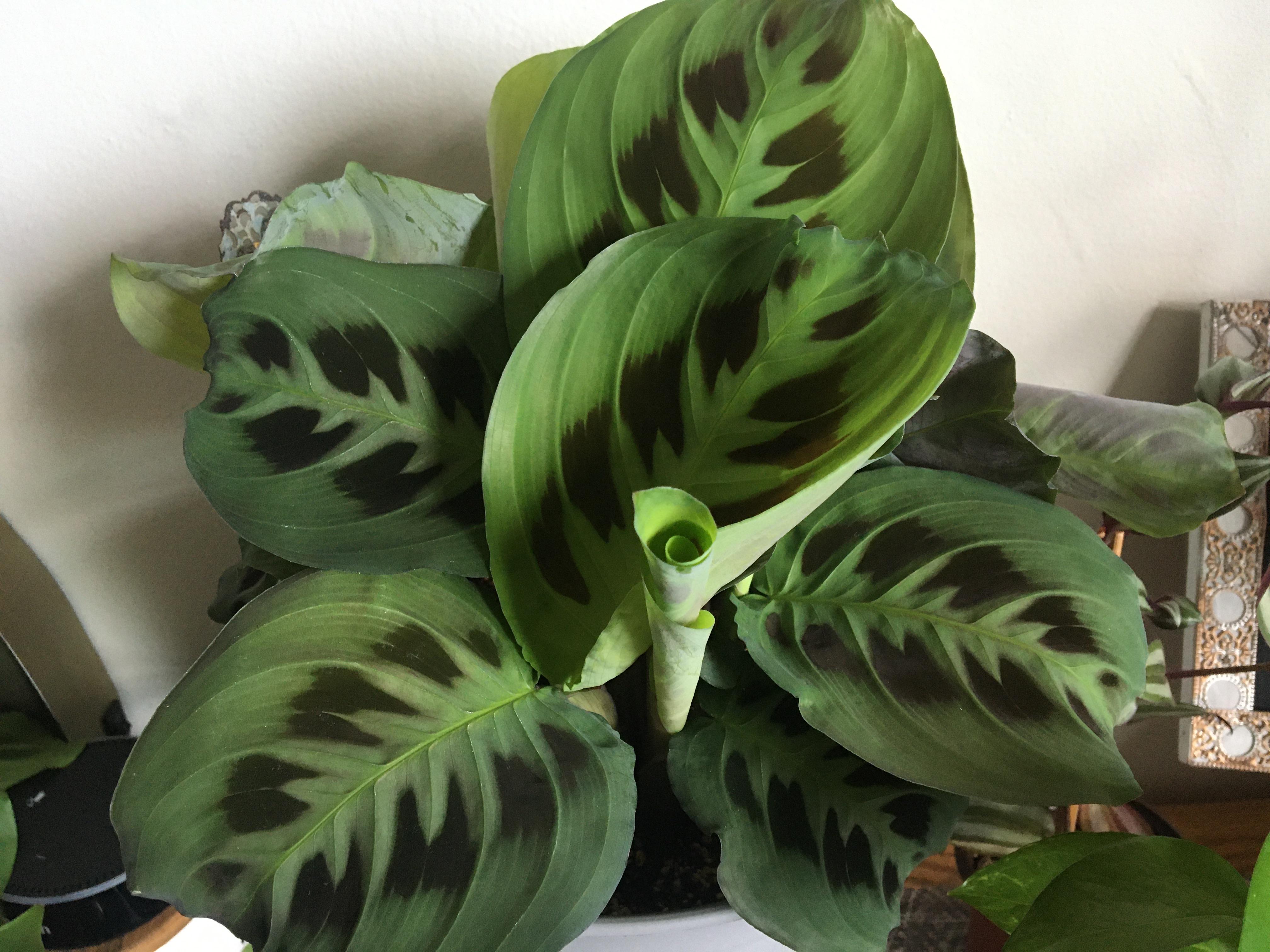 A whole new plant plantclinic