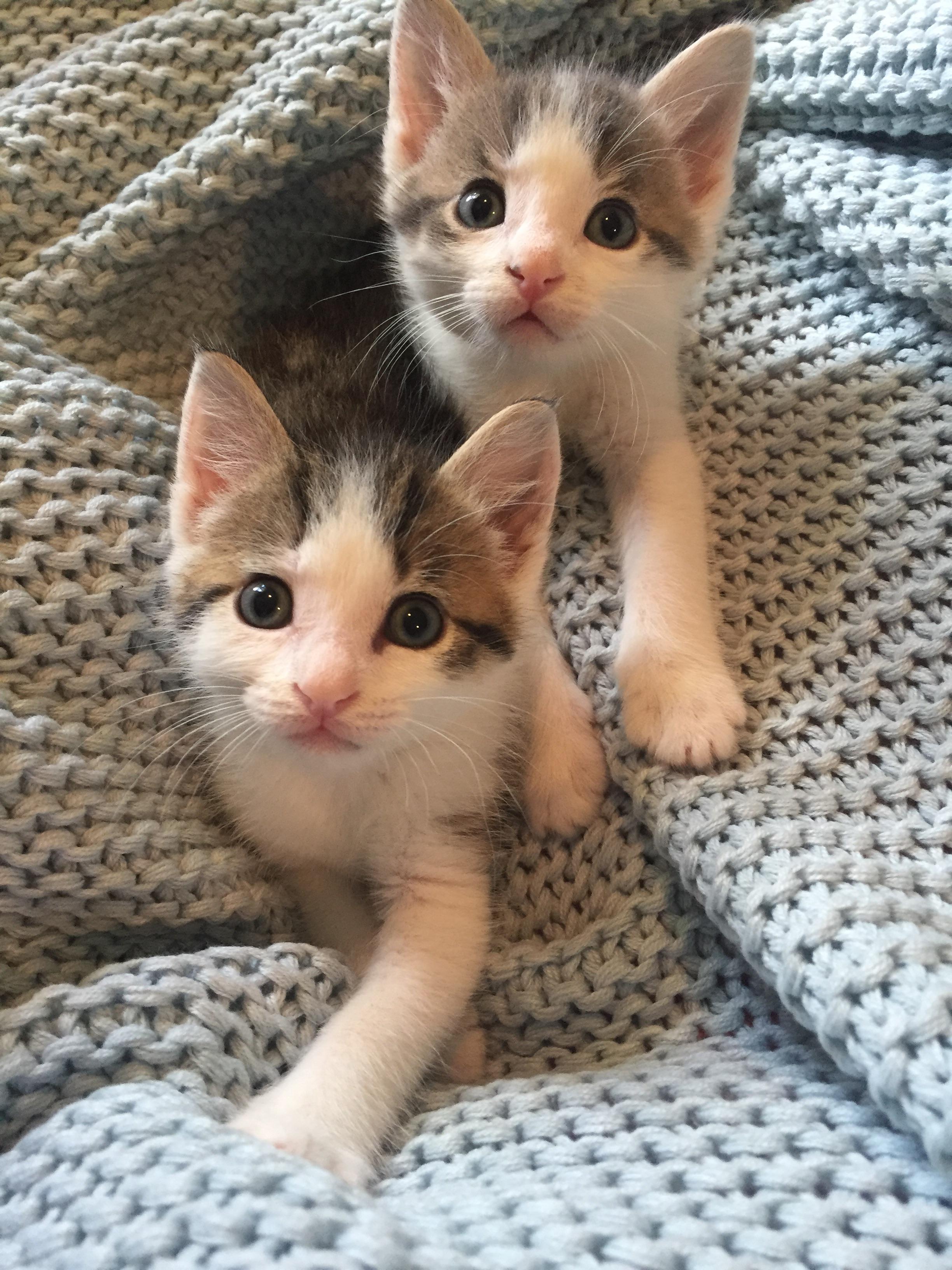 Foster kittens, Bert and Ernie, are growing up so fast! r/Eyebleach