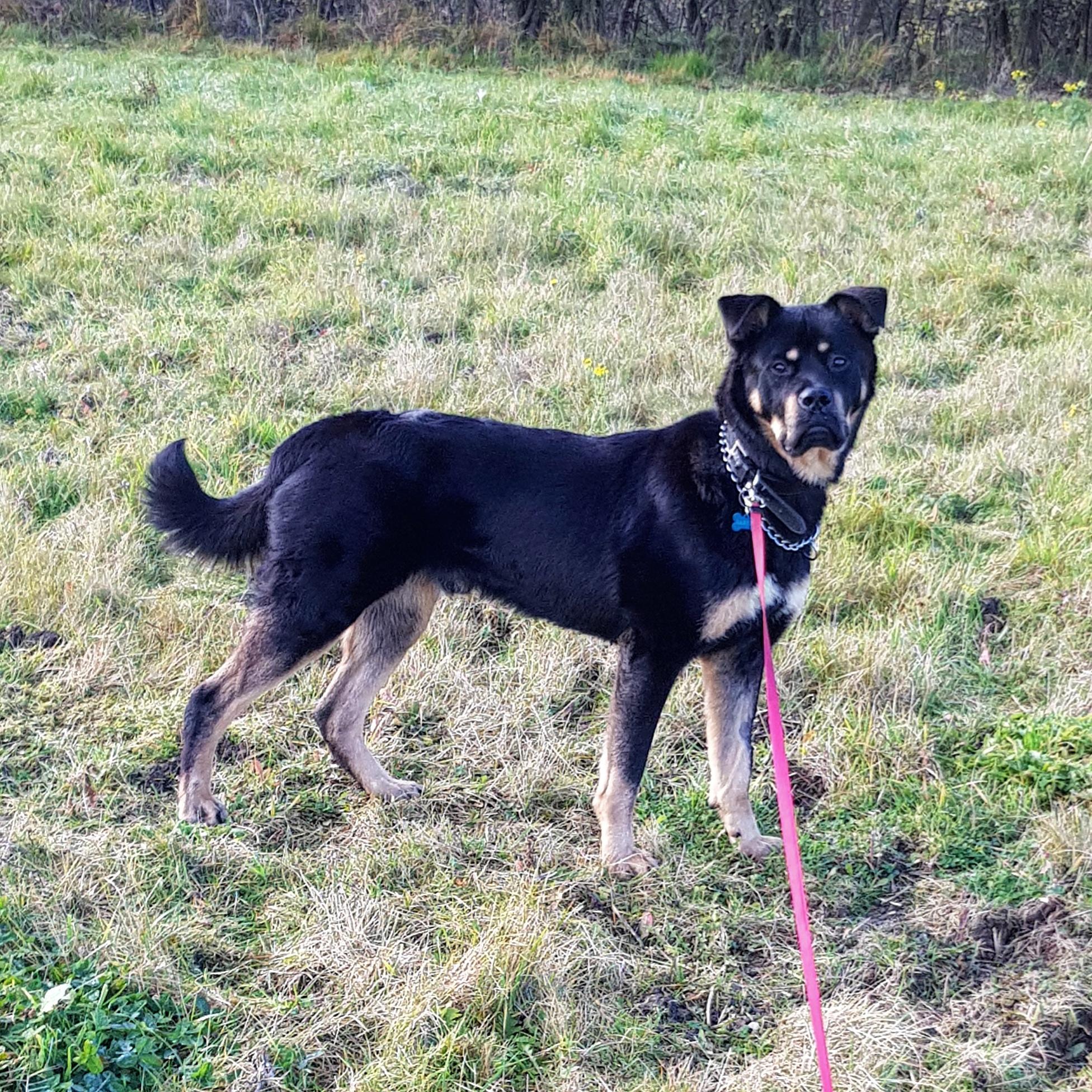 Baxter the friendly rottweiler cross Japanese akita ) Rottweiler
