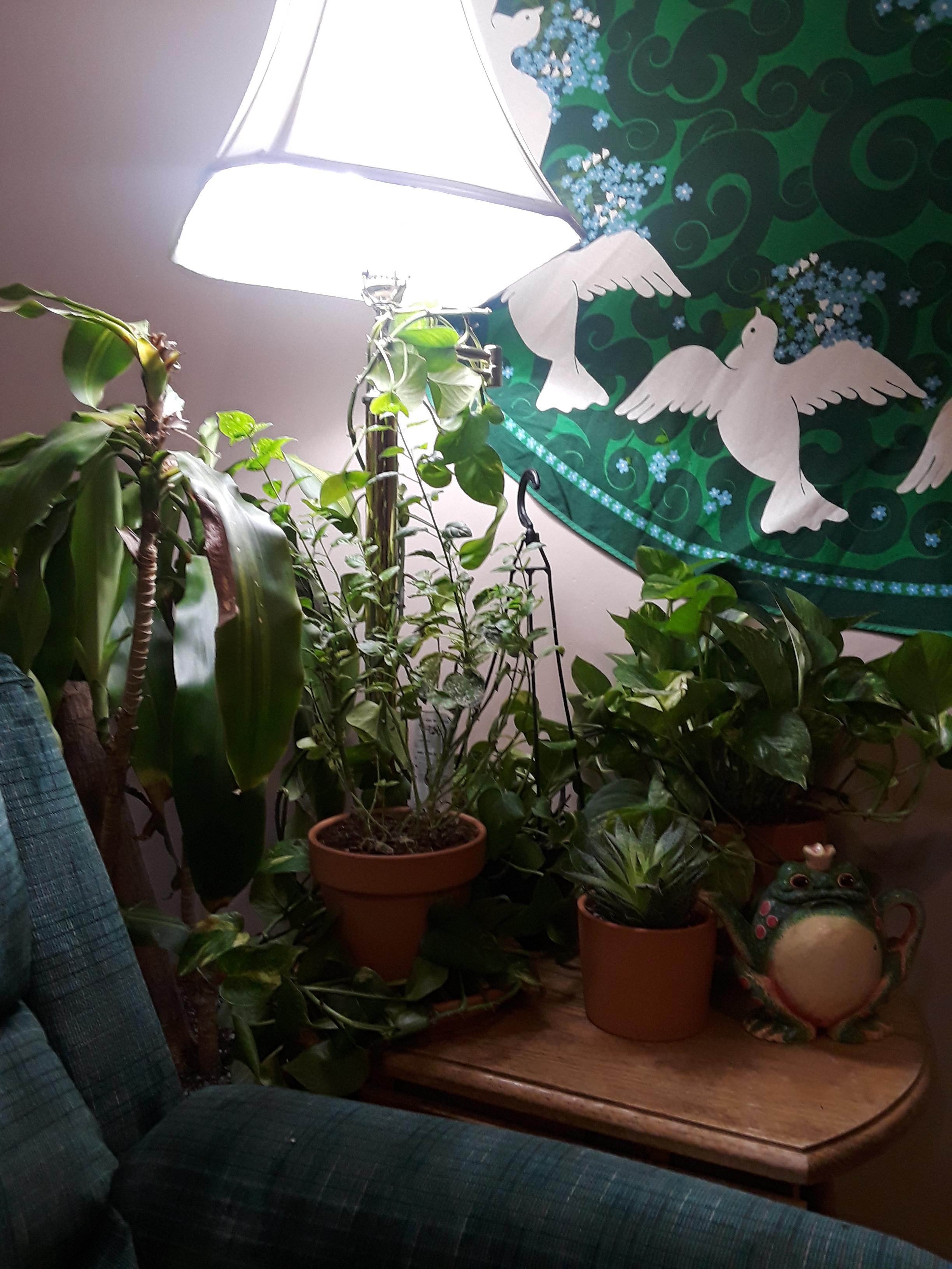 When you move into a dark basement and can only afford one plant LED