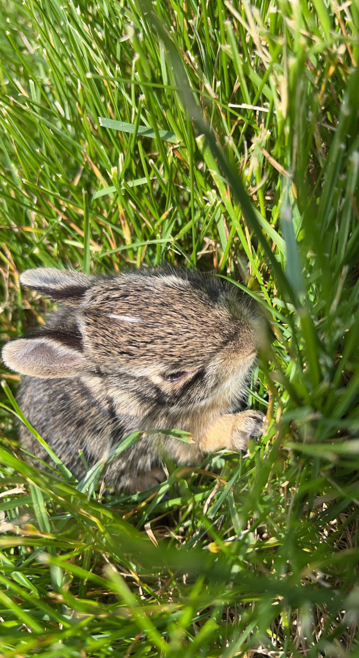 Found this baby bunny with no mom, is it old enough to eat grass and