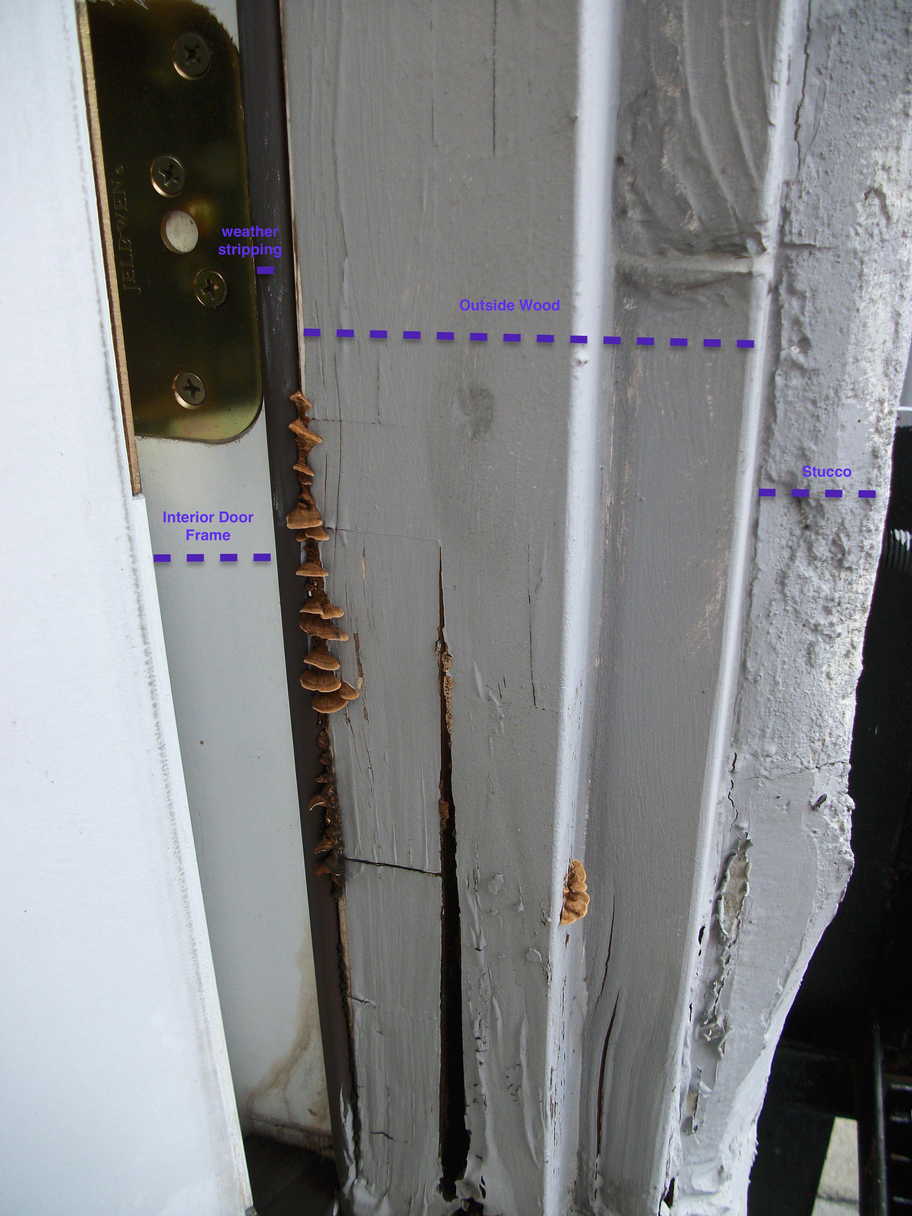 Fungus on Wooden Exterior Doorframe r/homeowners