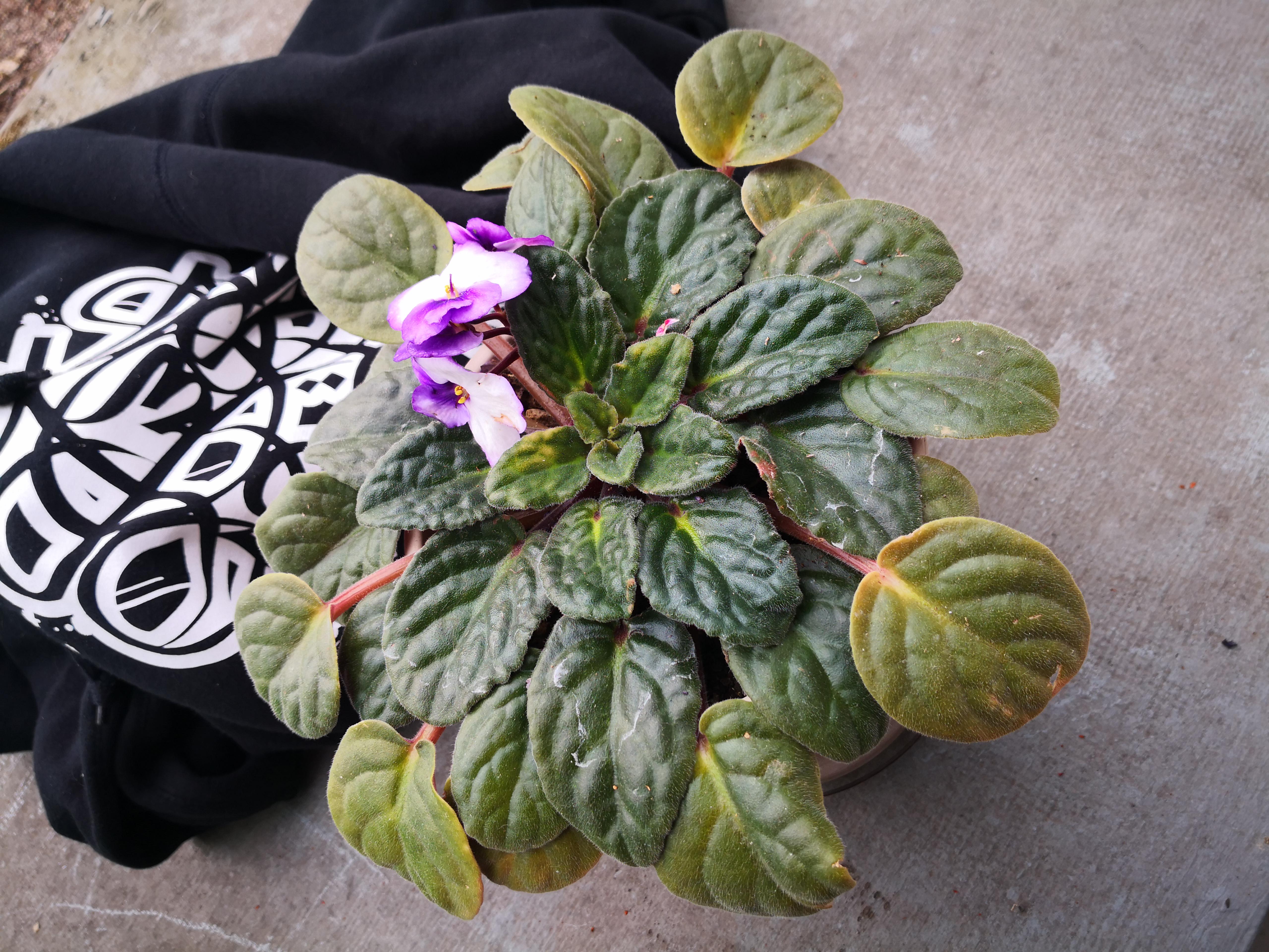 Why is this african violet turning yellow (including new growth)? r