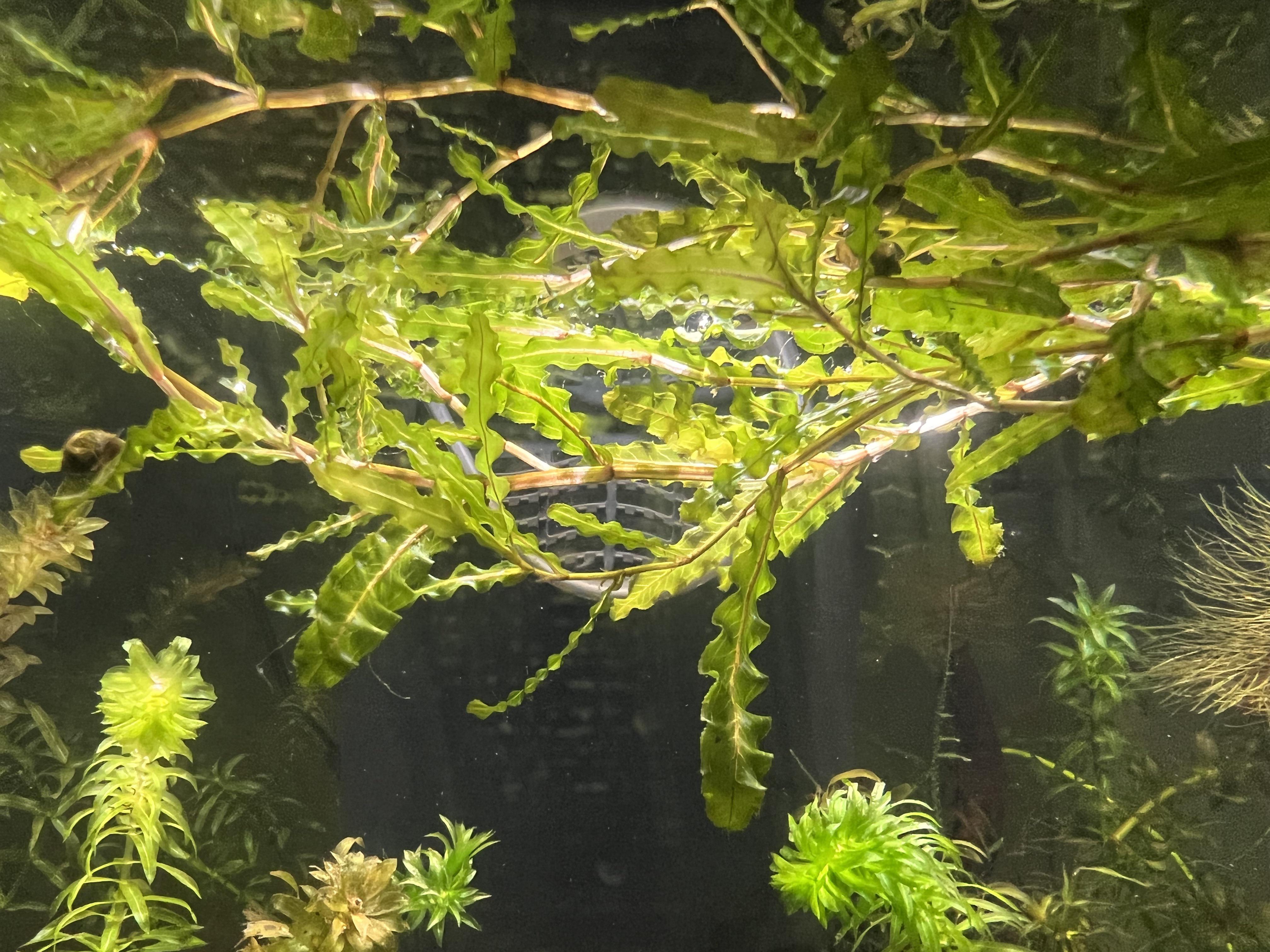 Plant id. It’s kinda like seaweed r/PlantedTank