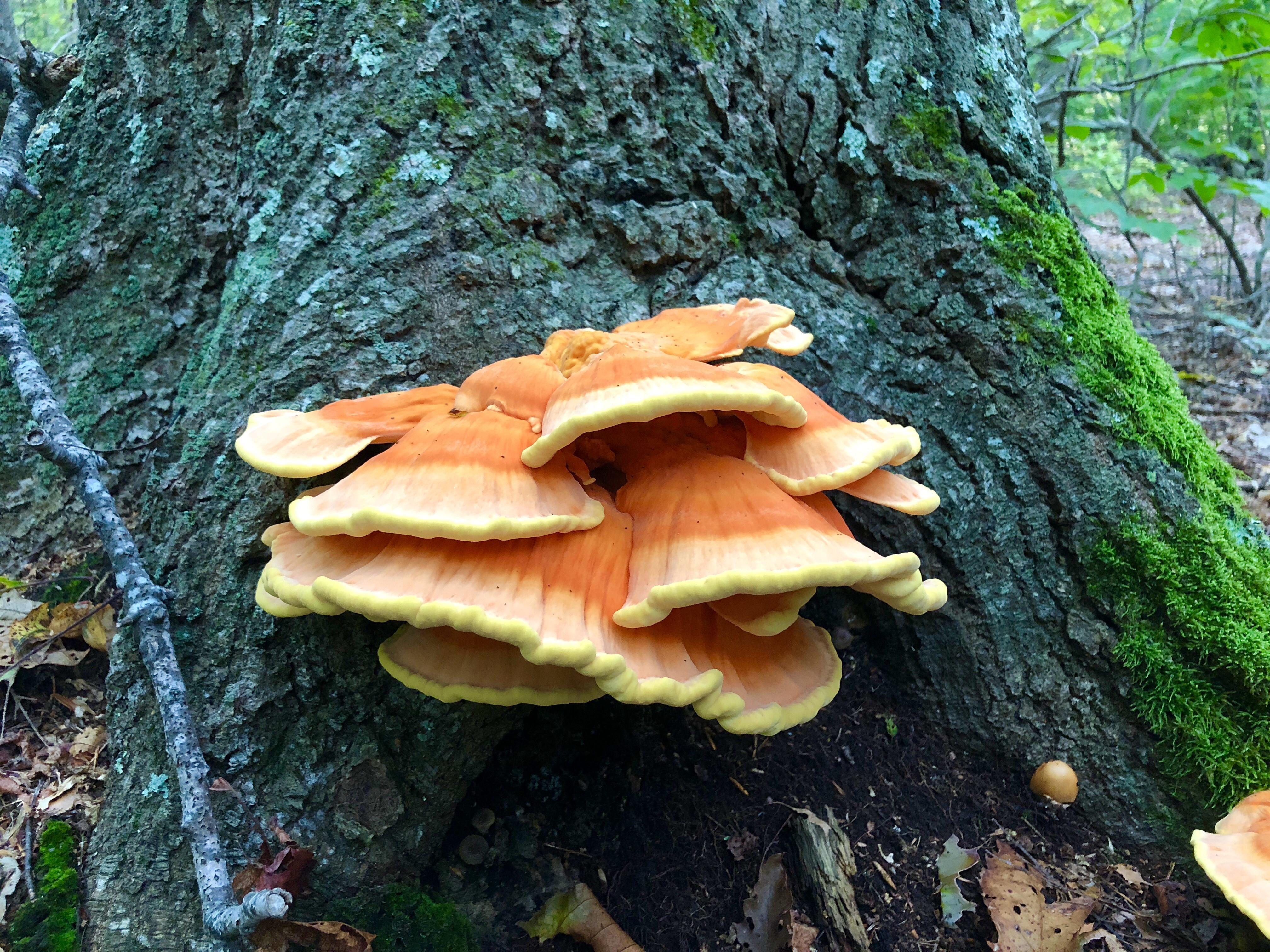 Chicken of the woods found on an oak tree near a swamp in Essex County