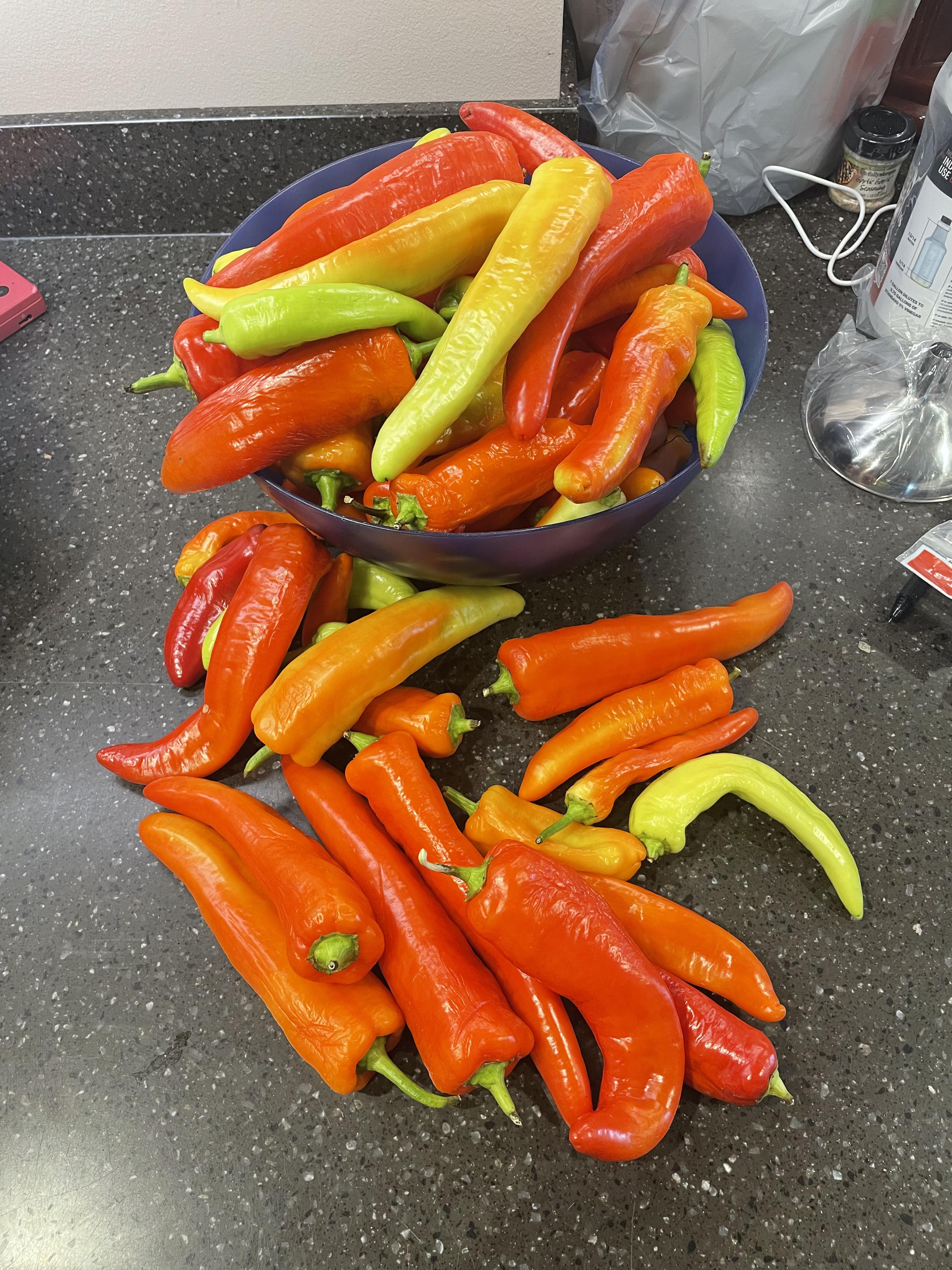 What should I do with all these? r/gardening