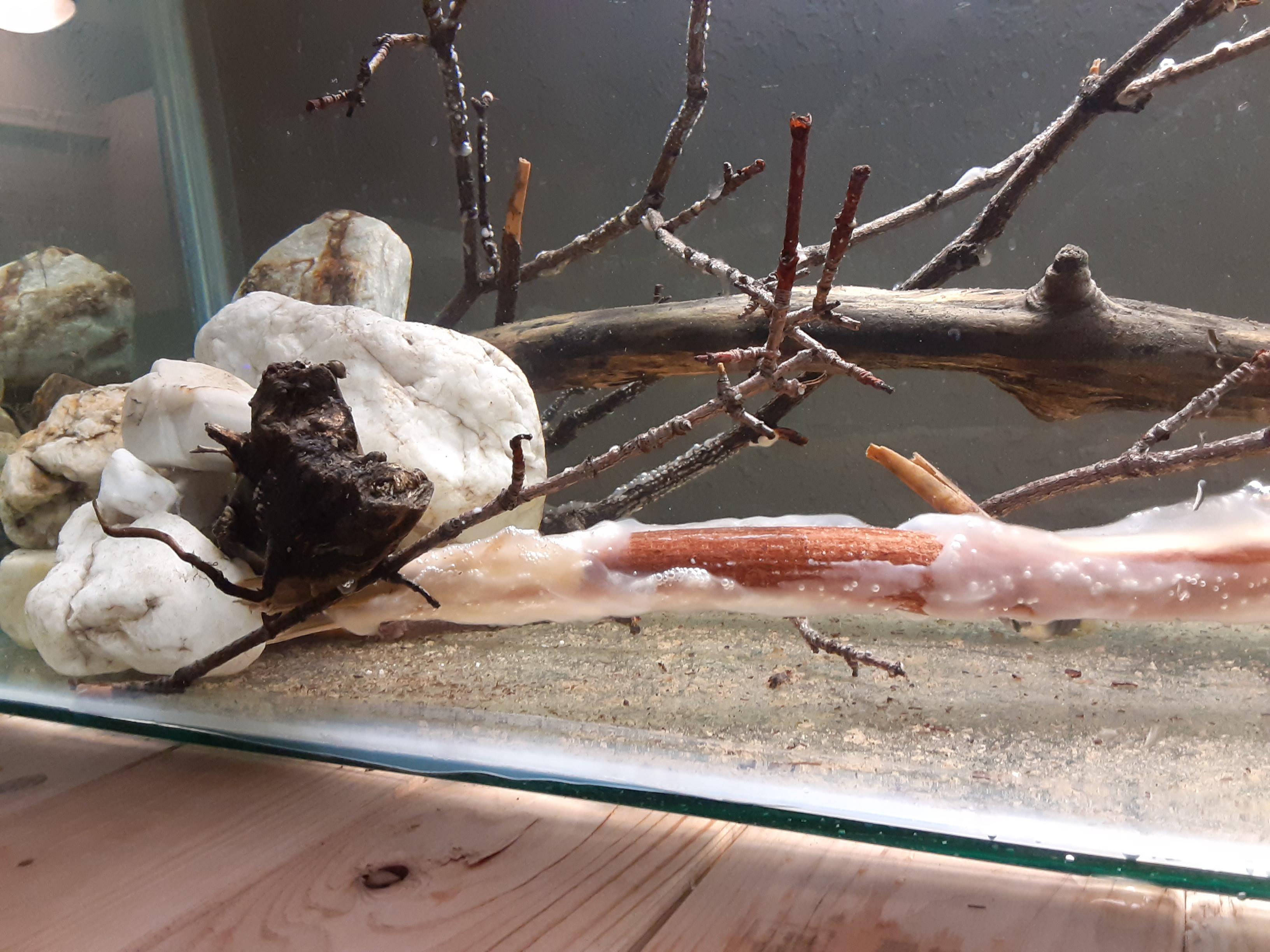 Fungus is harmless right? Rocks harmless too? Did vinegar test on rocks