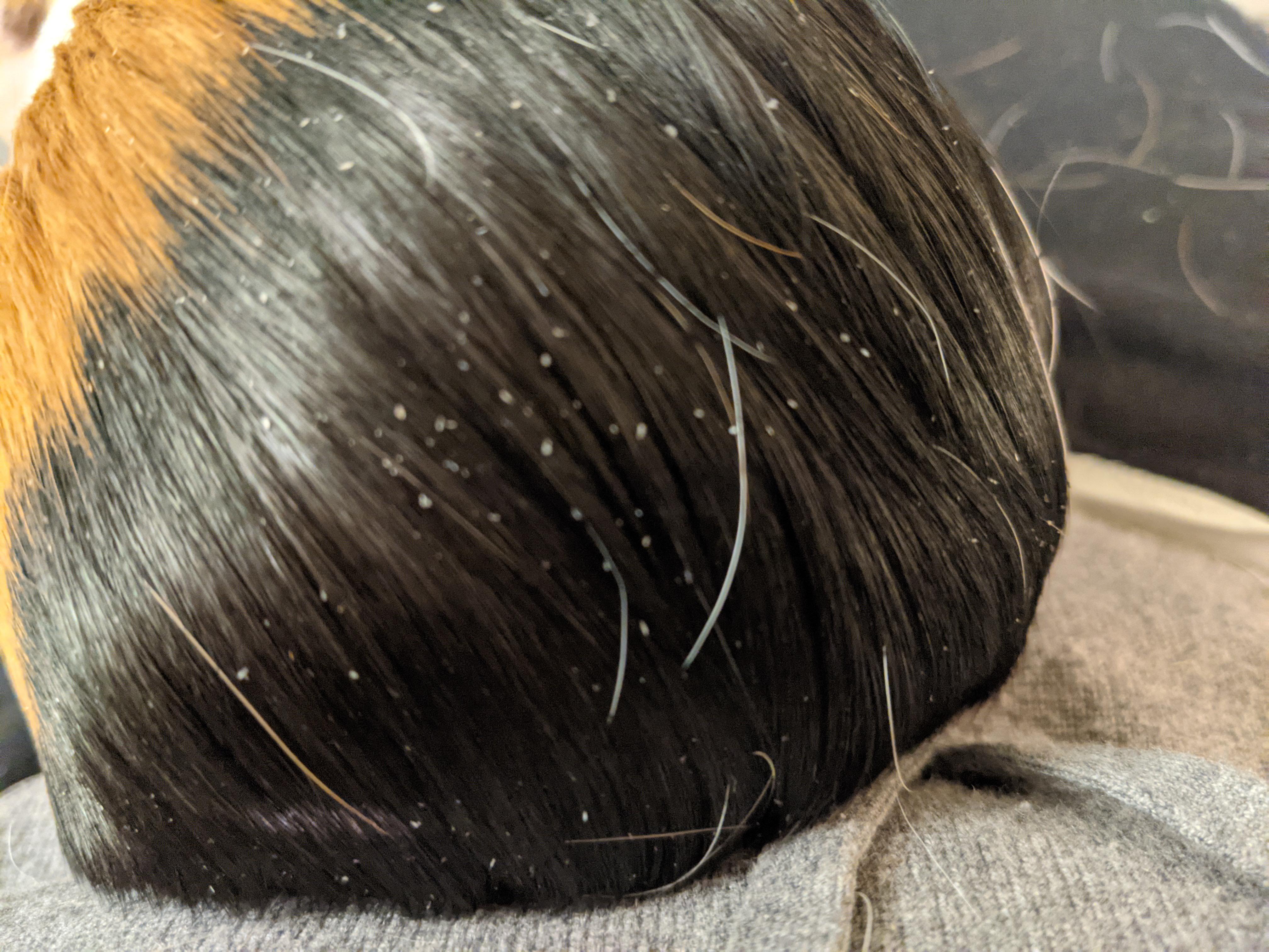 Does this look like mites? r/guineapigs