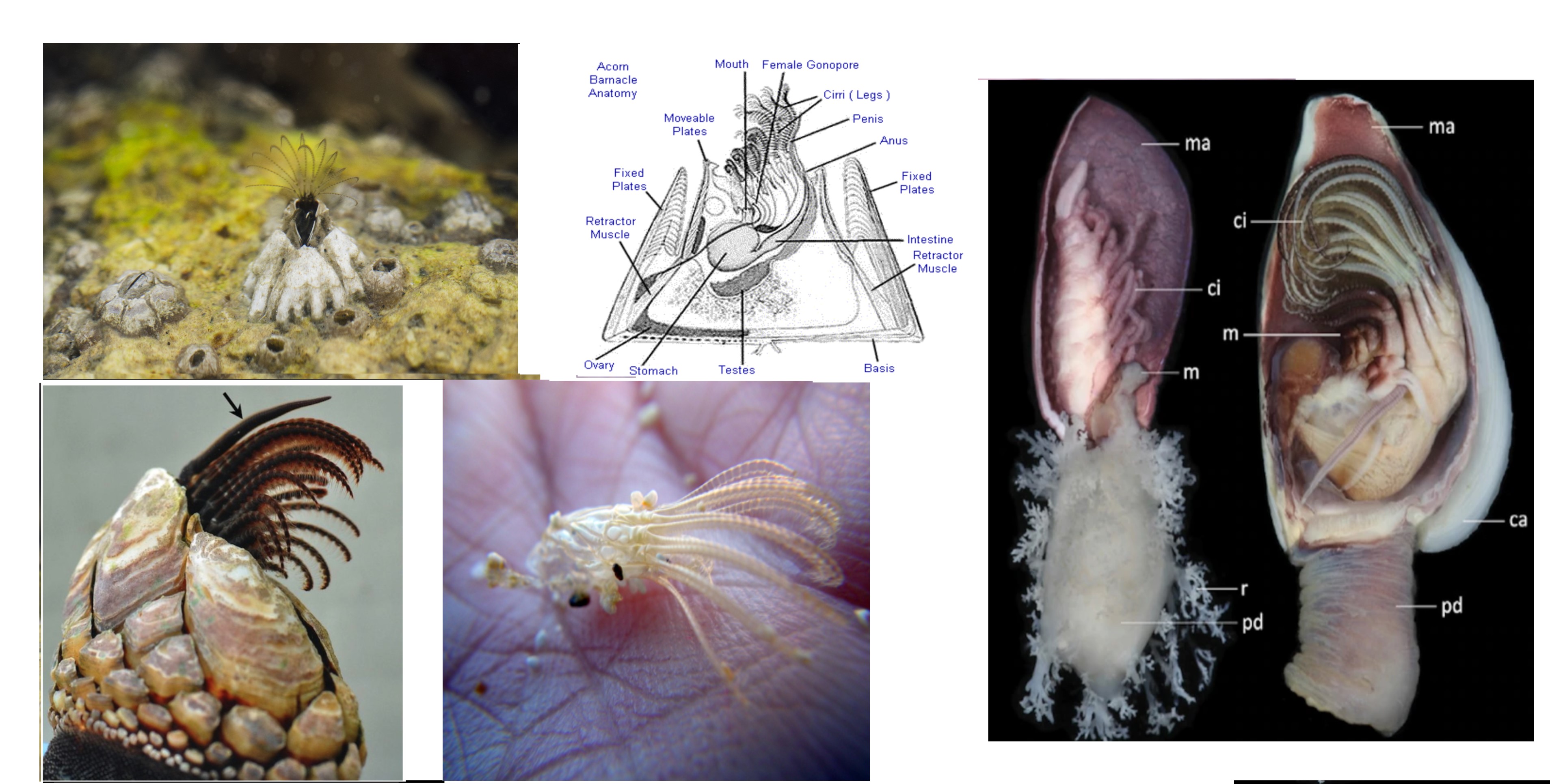 (Collage) Ever wondered what a barnacle looks like inside of its shell