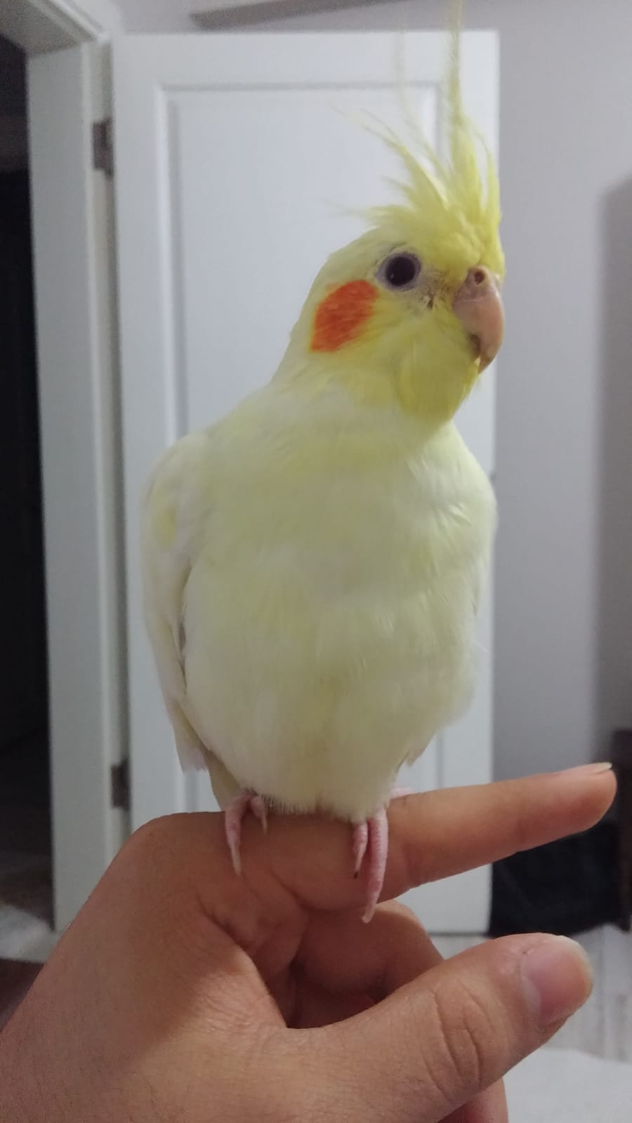 Is my lutino male or female? r/cockatiel