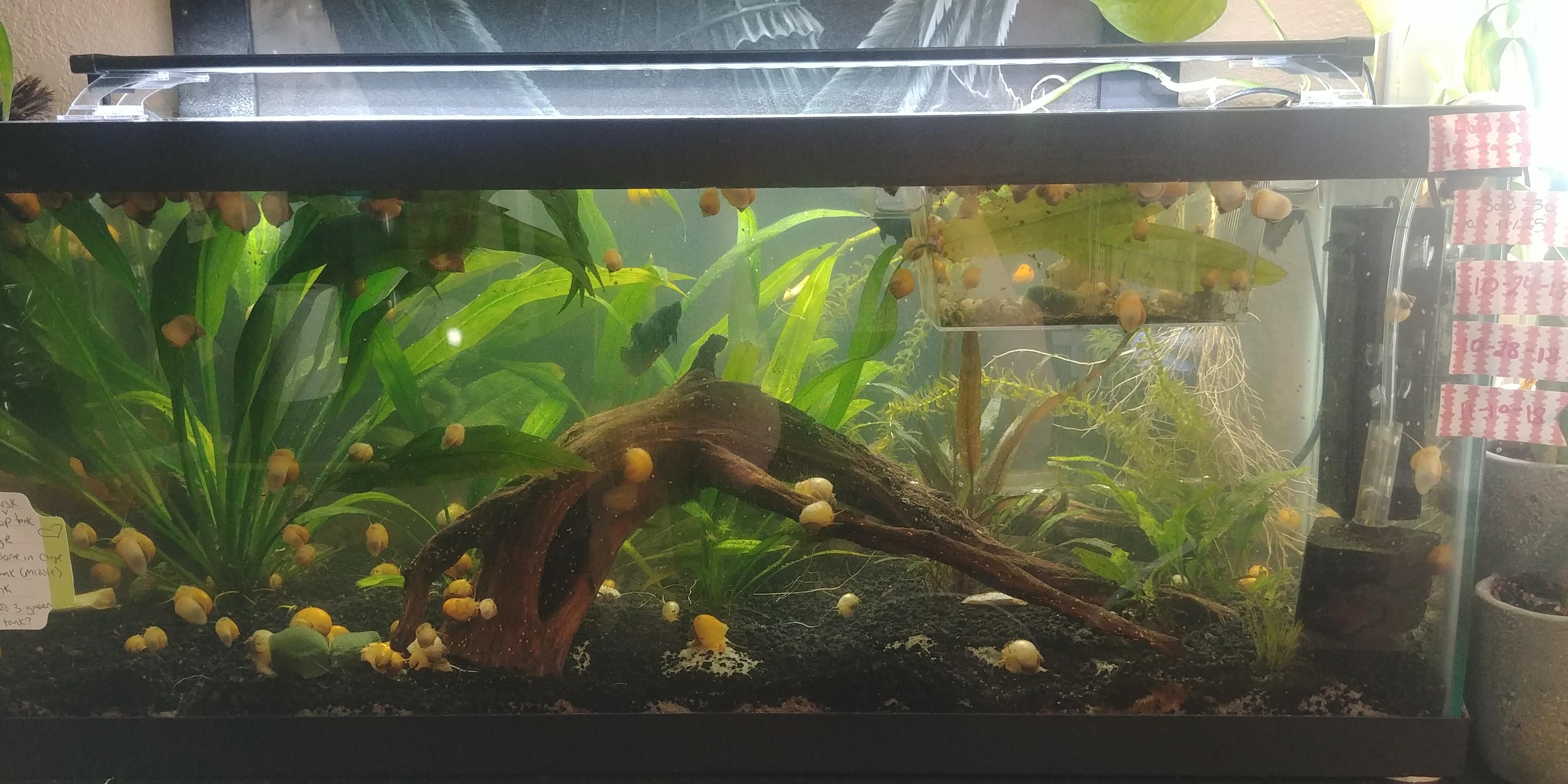 My Mystery snails are growing out nicely! Definitely helping fertilize