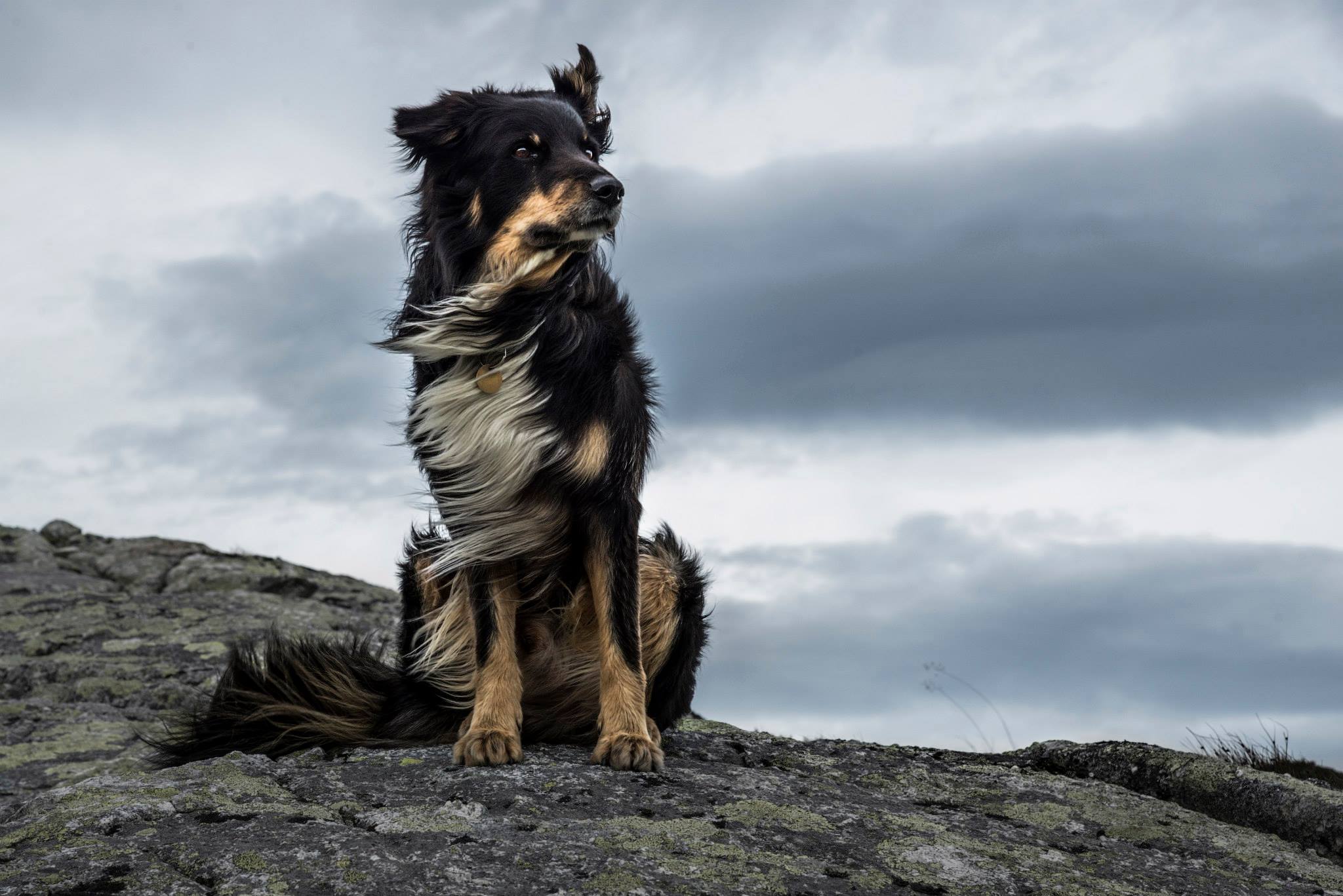 Possible the most majestic dog photo I have ever come across r/aww
