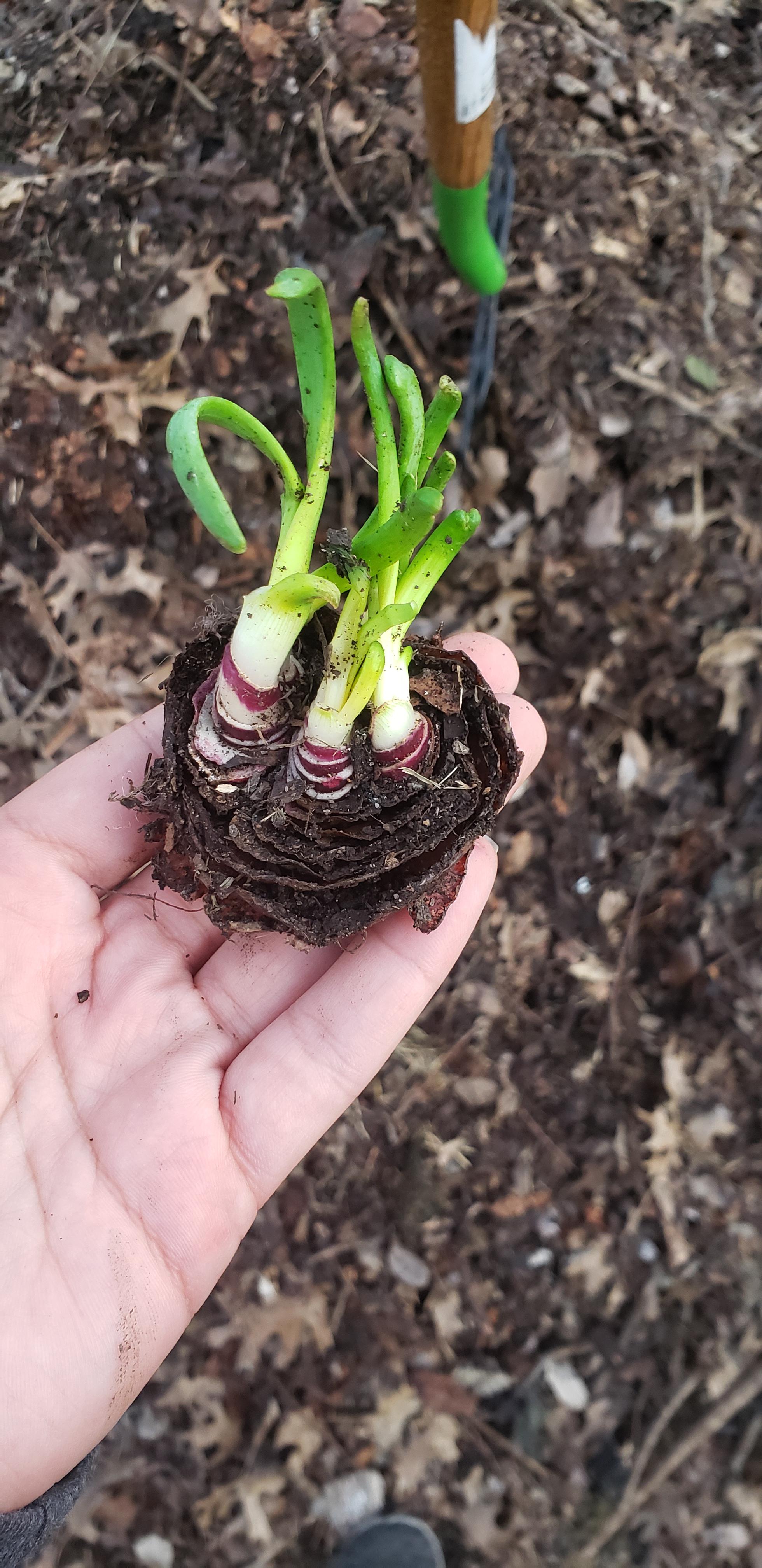 Found this onion growing from kitchen scraps in my compost
