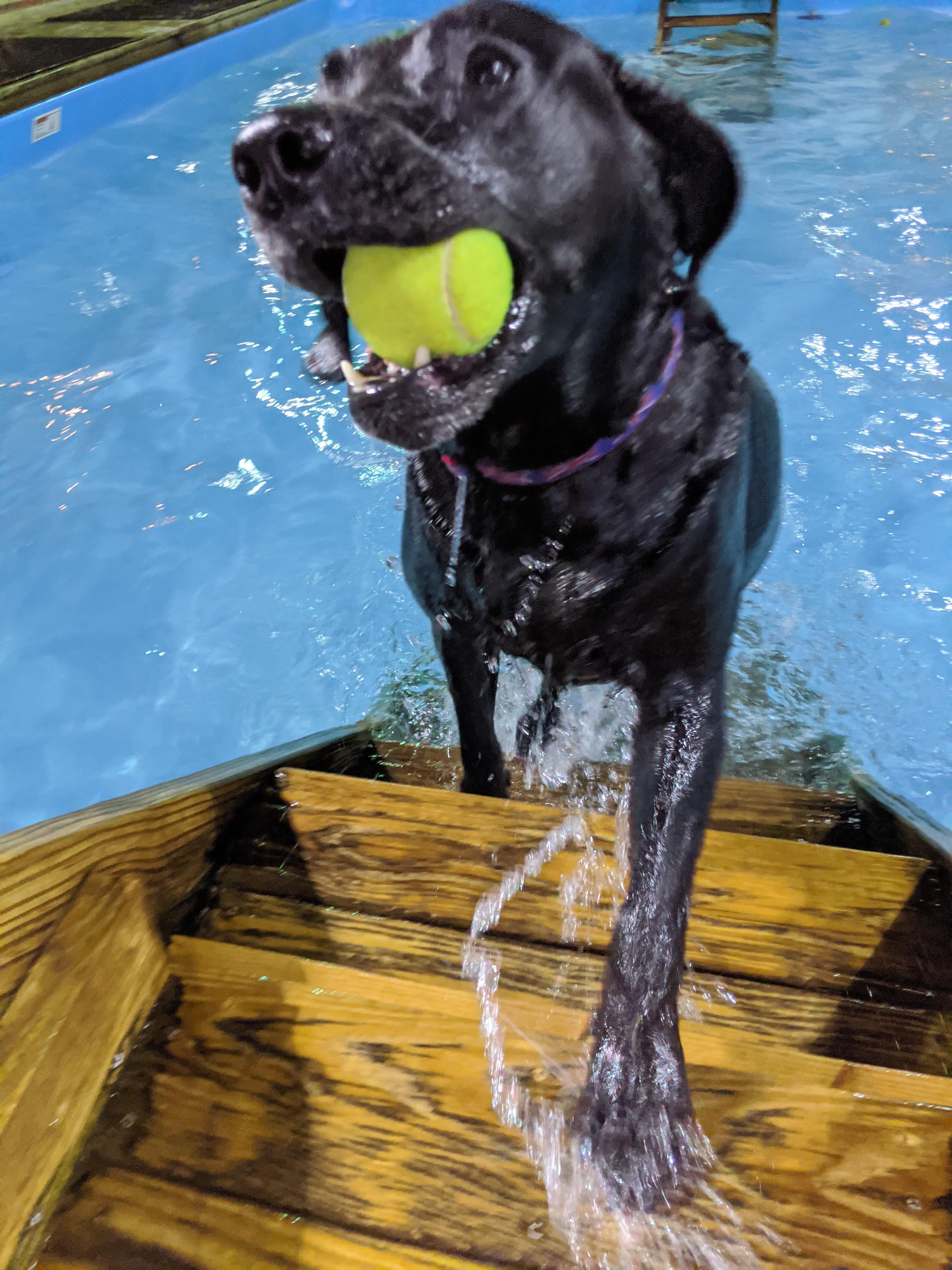 Our local doggy daycare is allowing people to rent their pool on the
