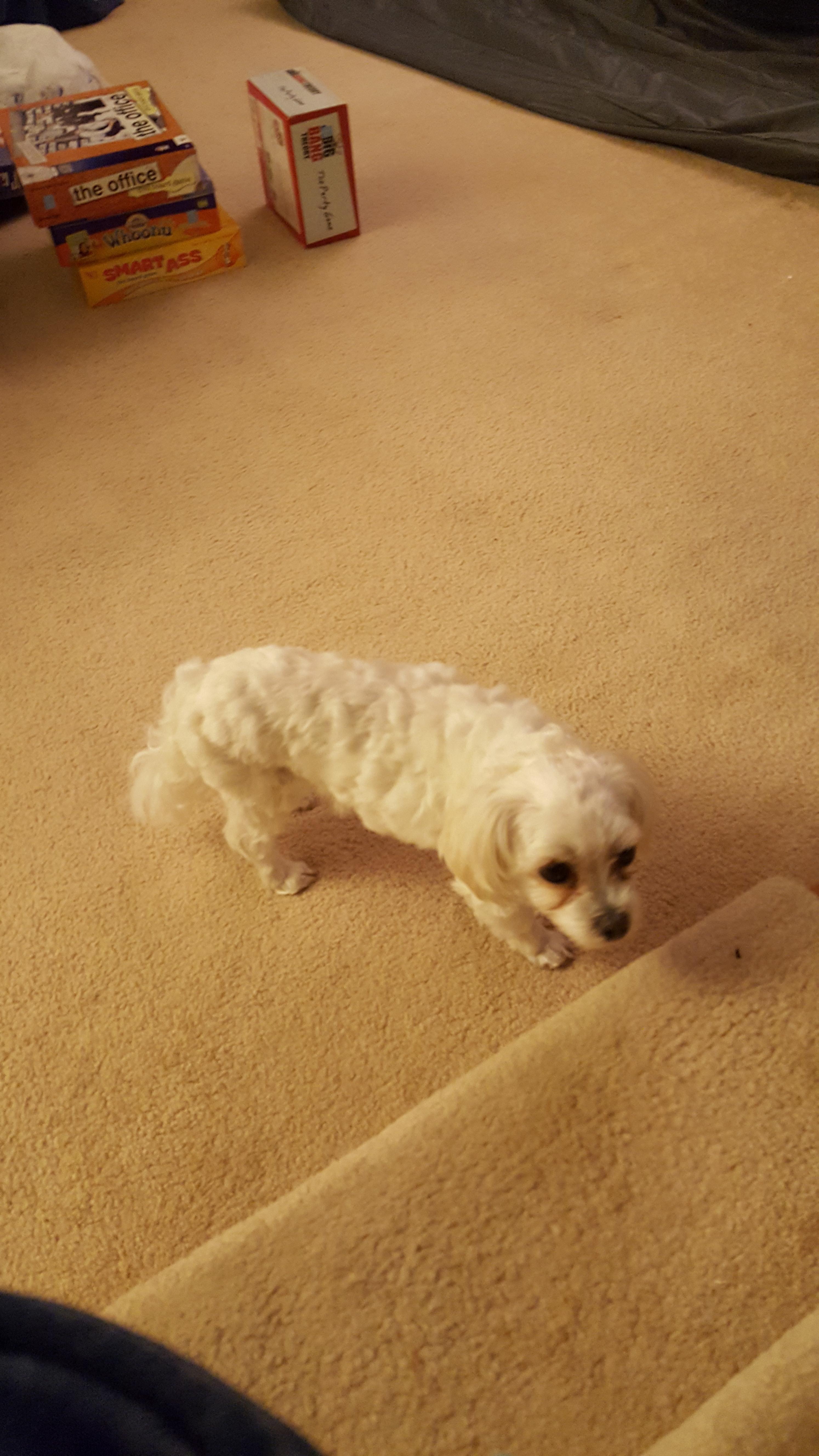 My 9 year old dog's birthday pics