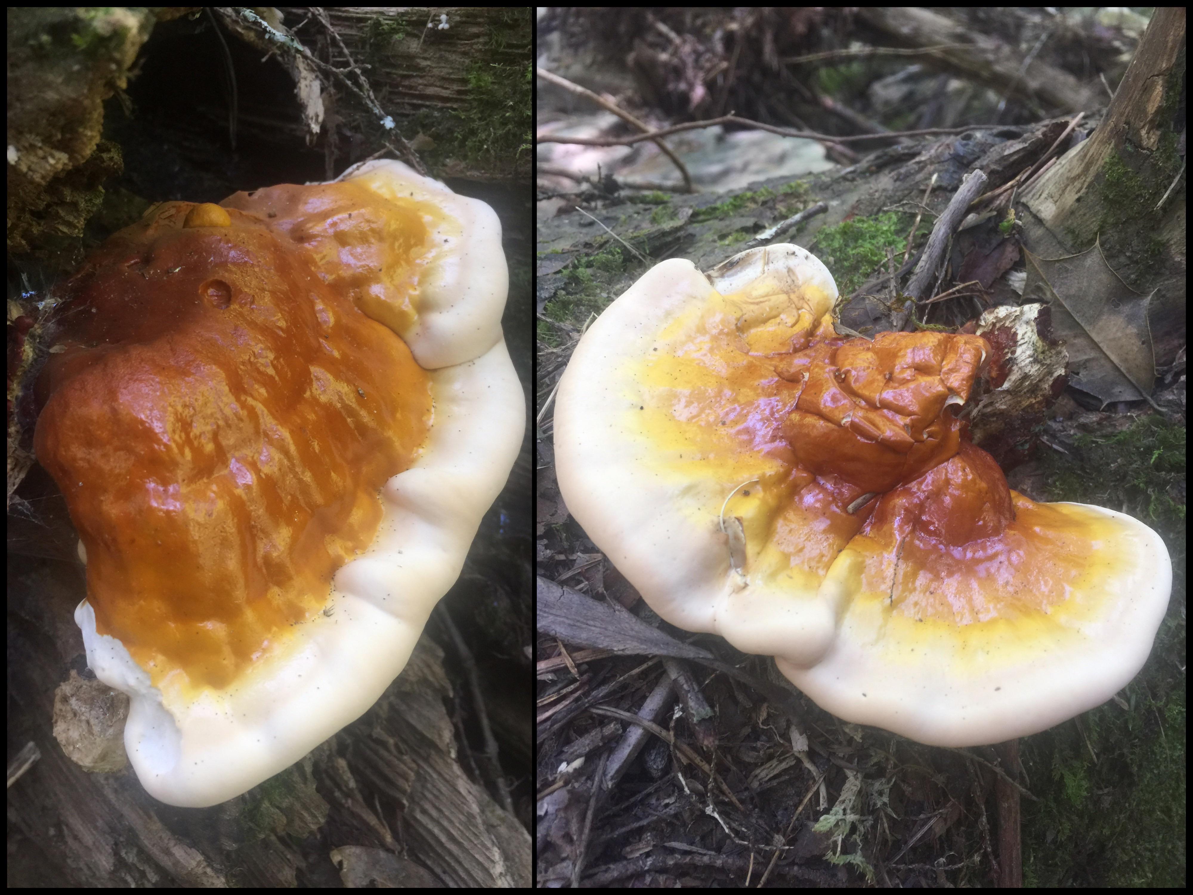 Fungi that kind of look like eggs mildlyinteresting
