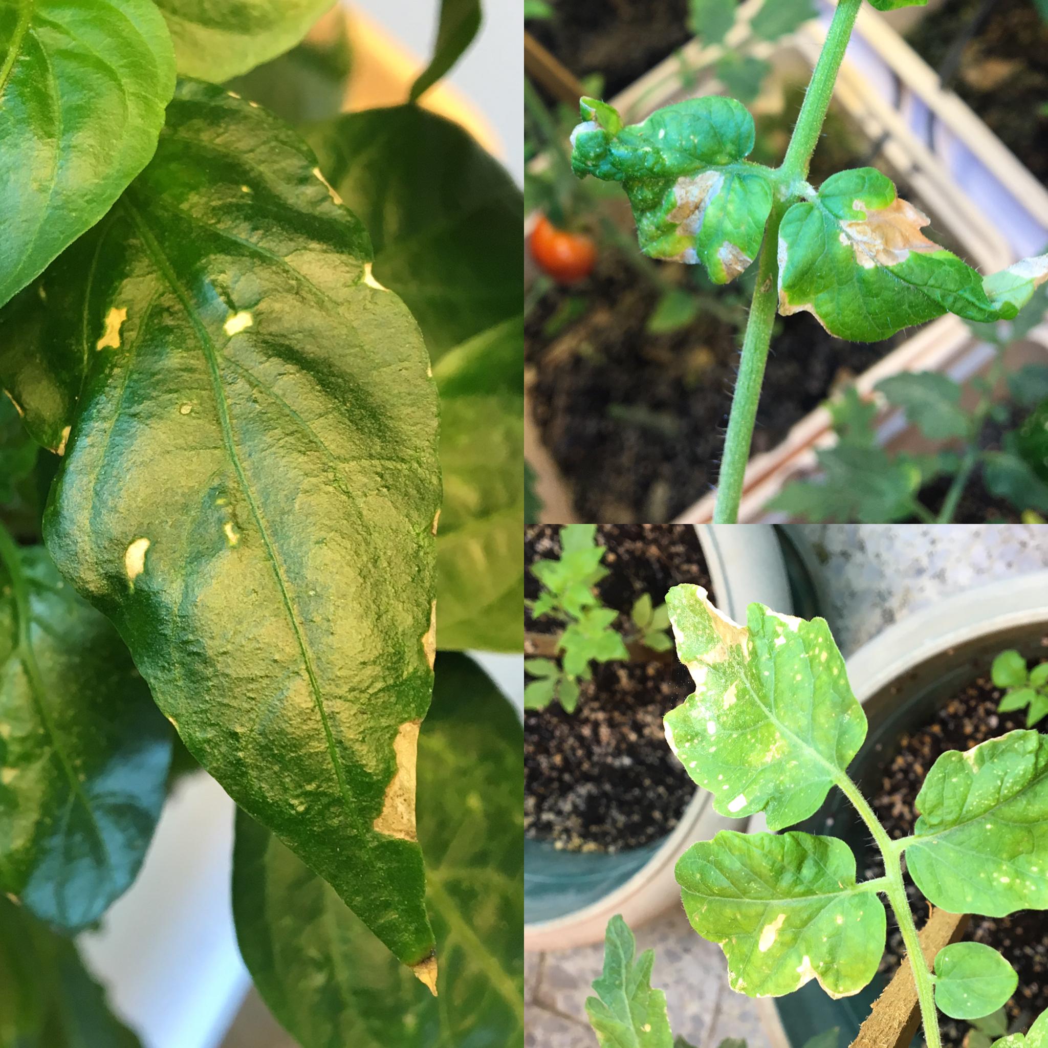 What is killing my plants? Help! r/gardening