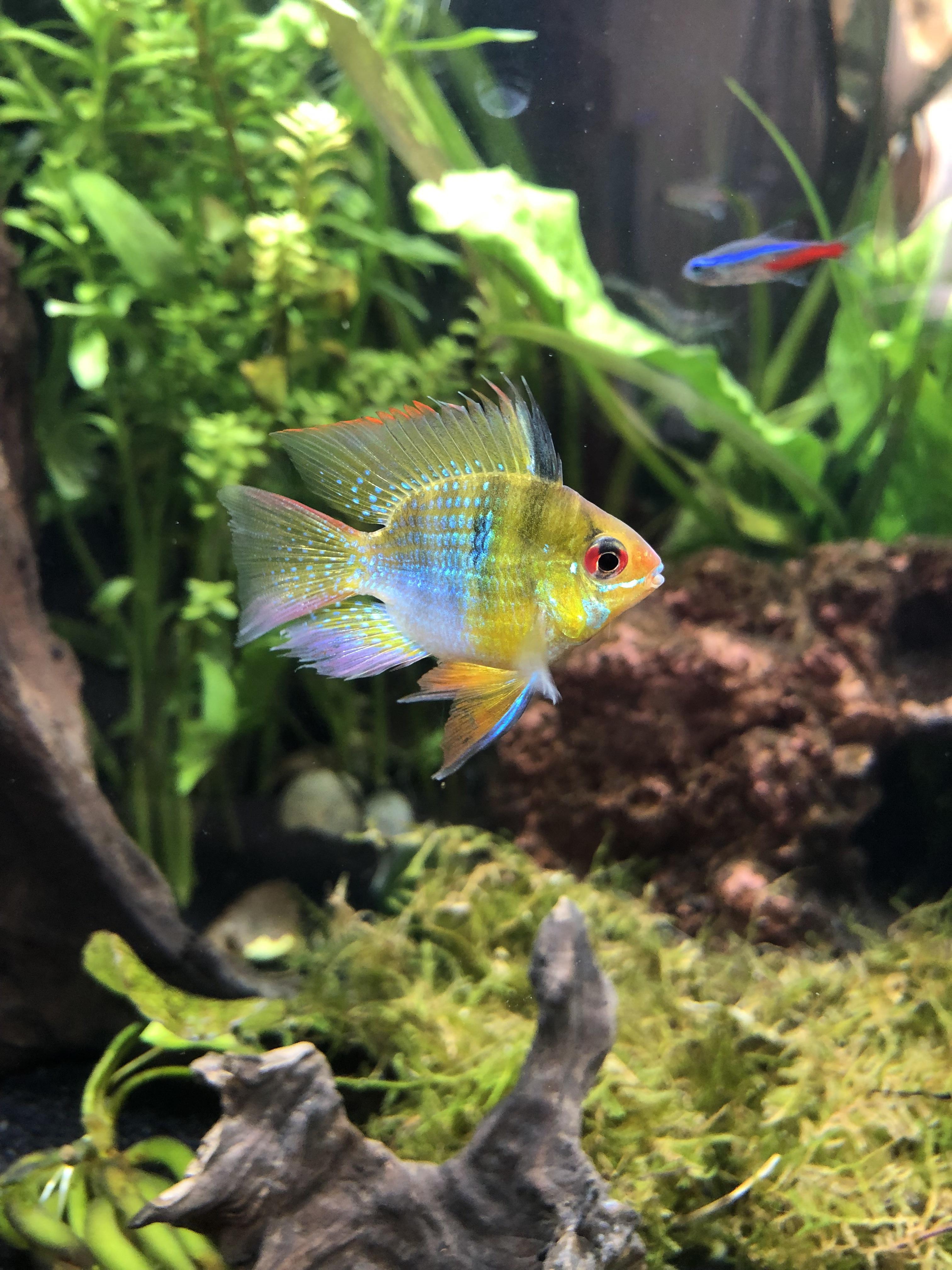 Just got my first cichlid! He looks great in my 20 gallon. r/Aquariums