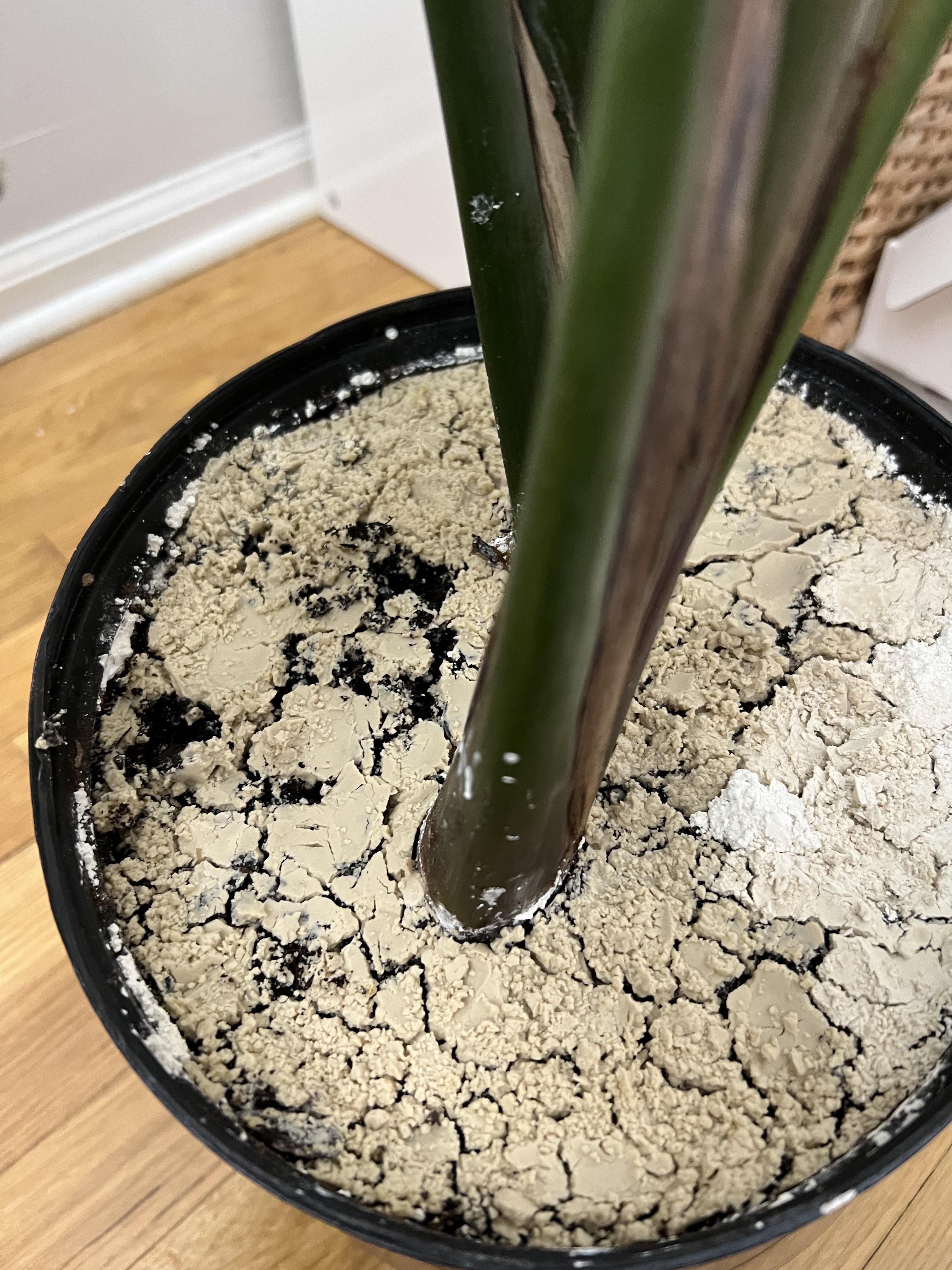 I put diatomaceous earth on my birds of paradise to combat fungus gnats