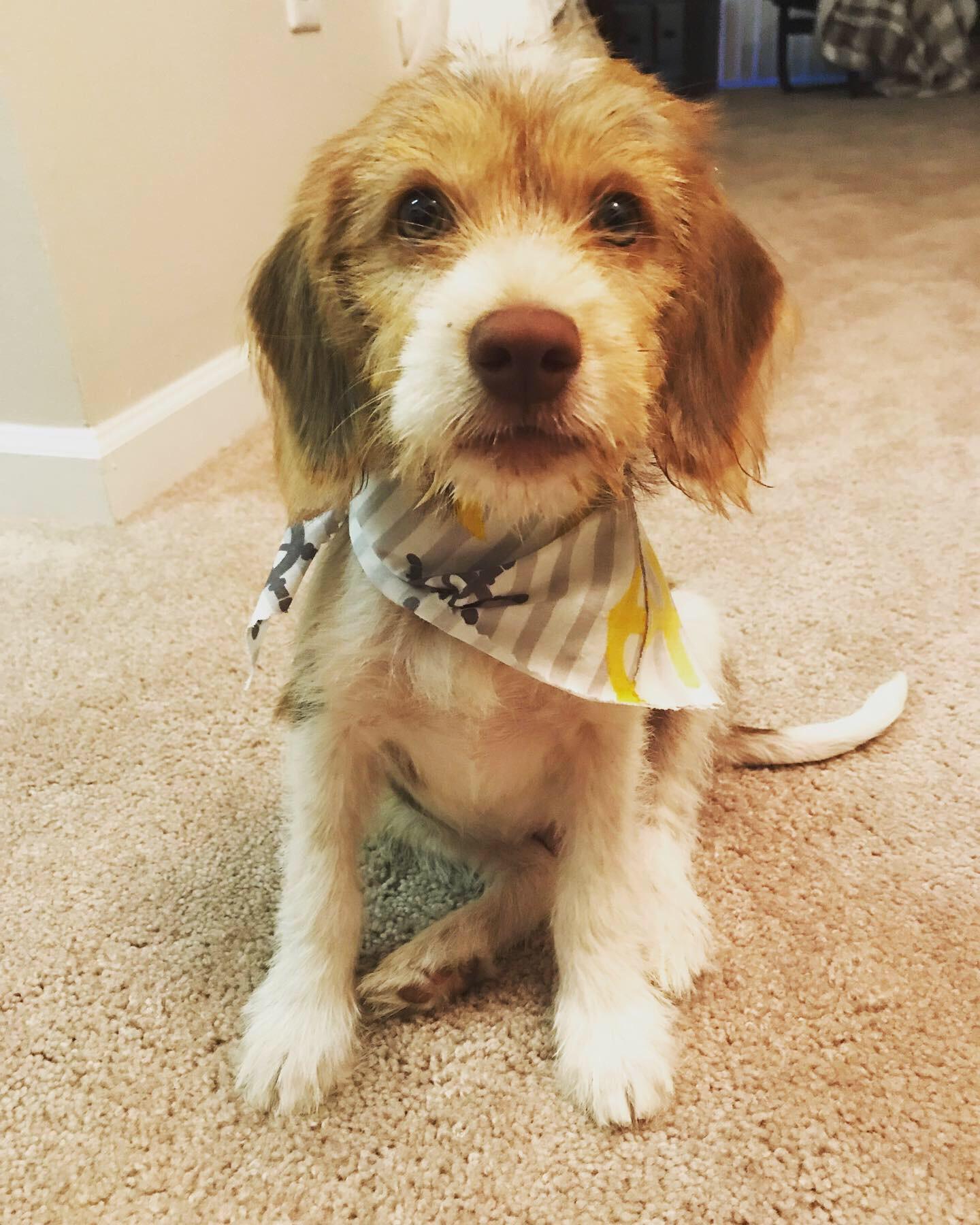 Meet my scruffy little beagle/terrier mix! r/beagle