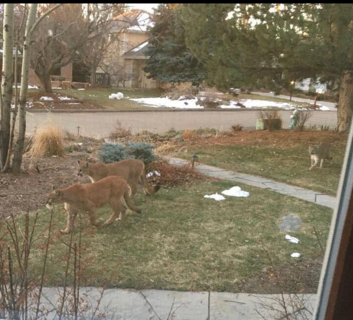 Mountain lions move back into Boulder Co during quarantine r