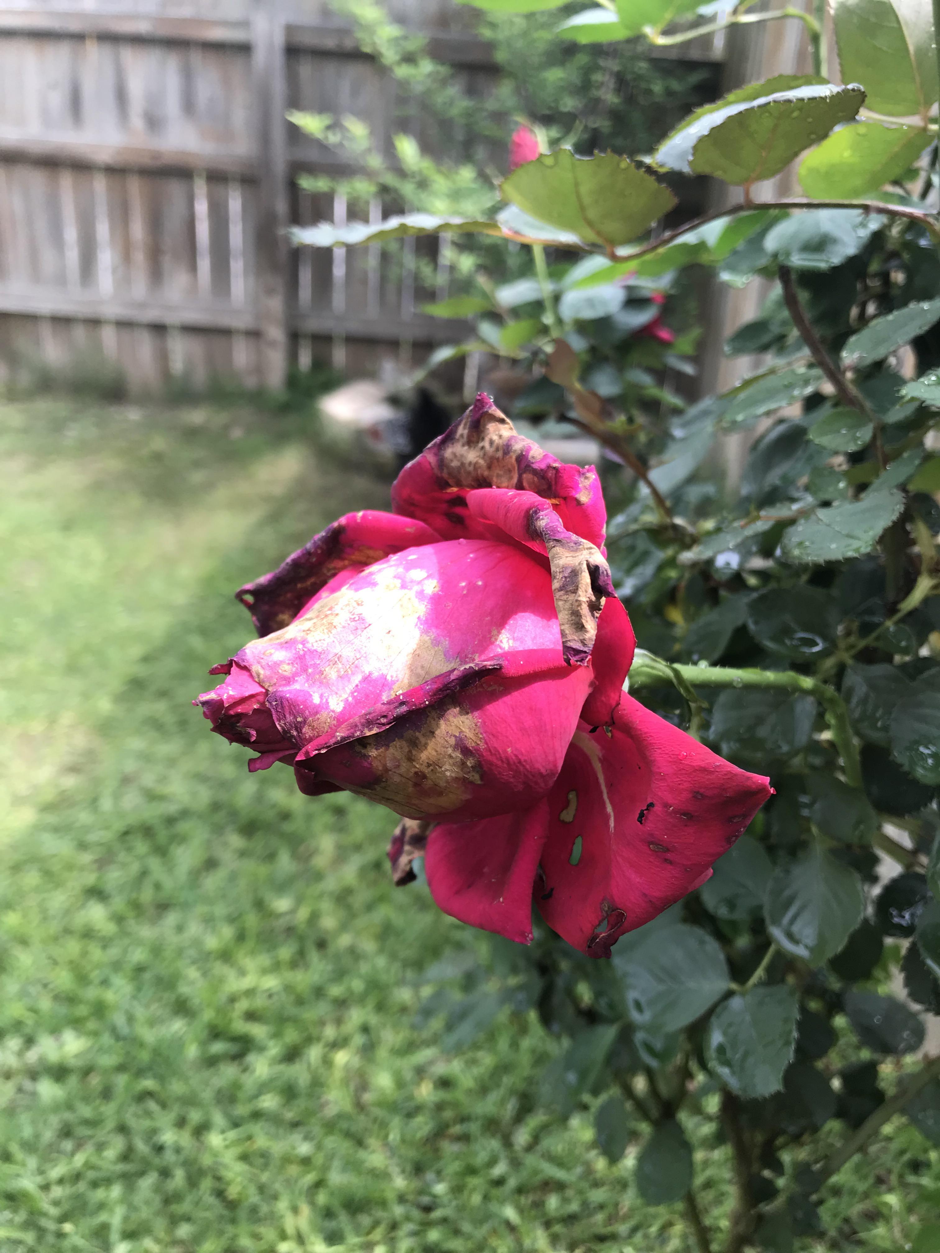 What’s the deal my roses? they used to look great now they look like