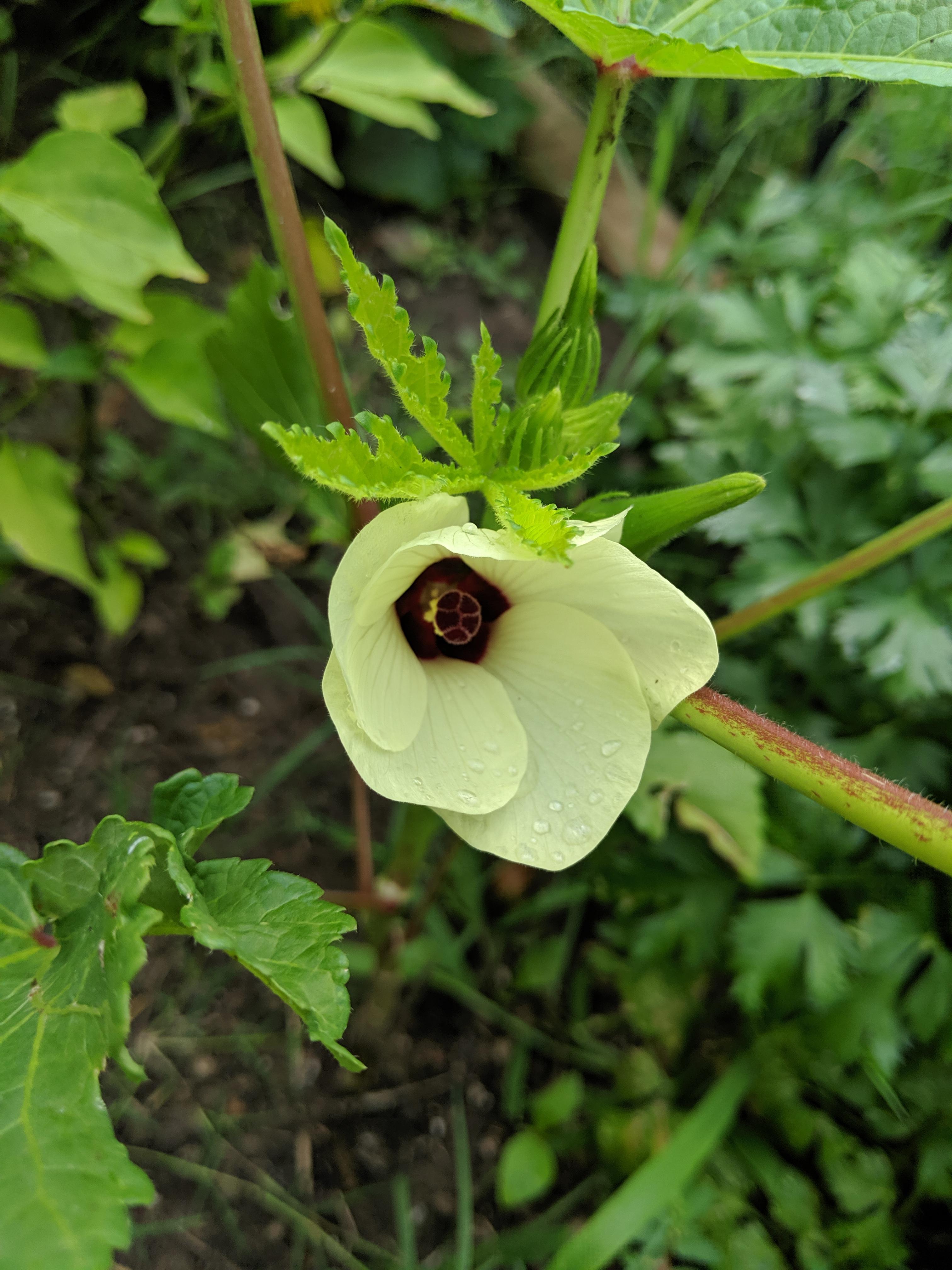 Beautiful Okra Flower r/vegetablegardening