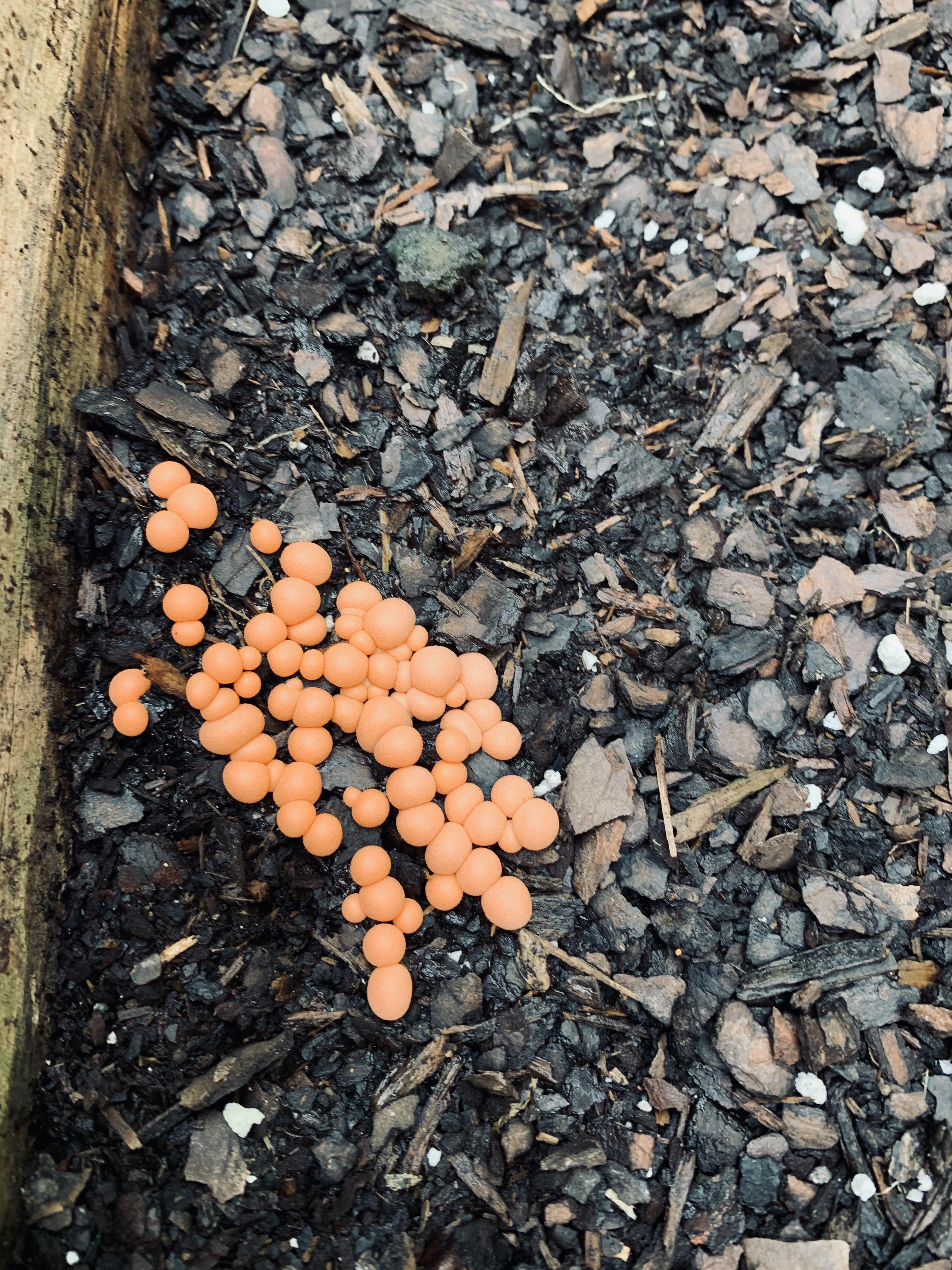 Small soft orange balls in garden. Two days in a row. What are these