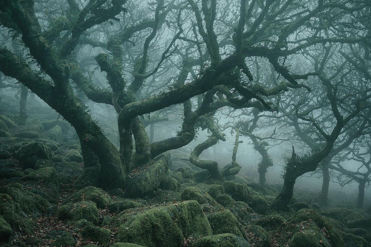 Ancient trees of Wistman’s Wood in Dartmoor, England [1200x800] r