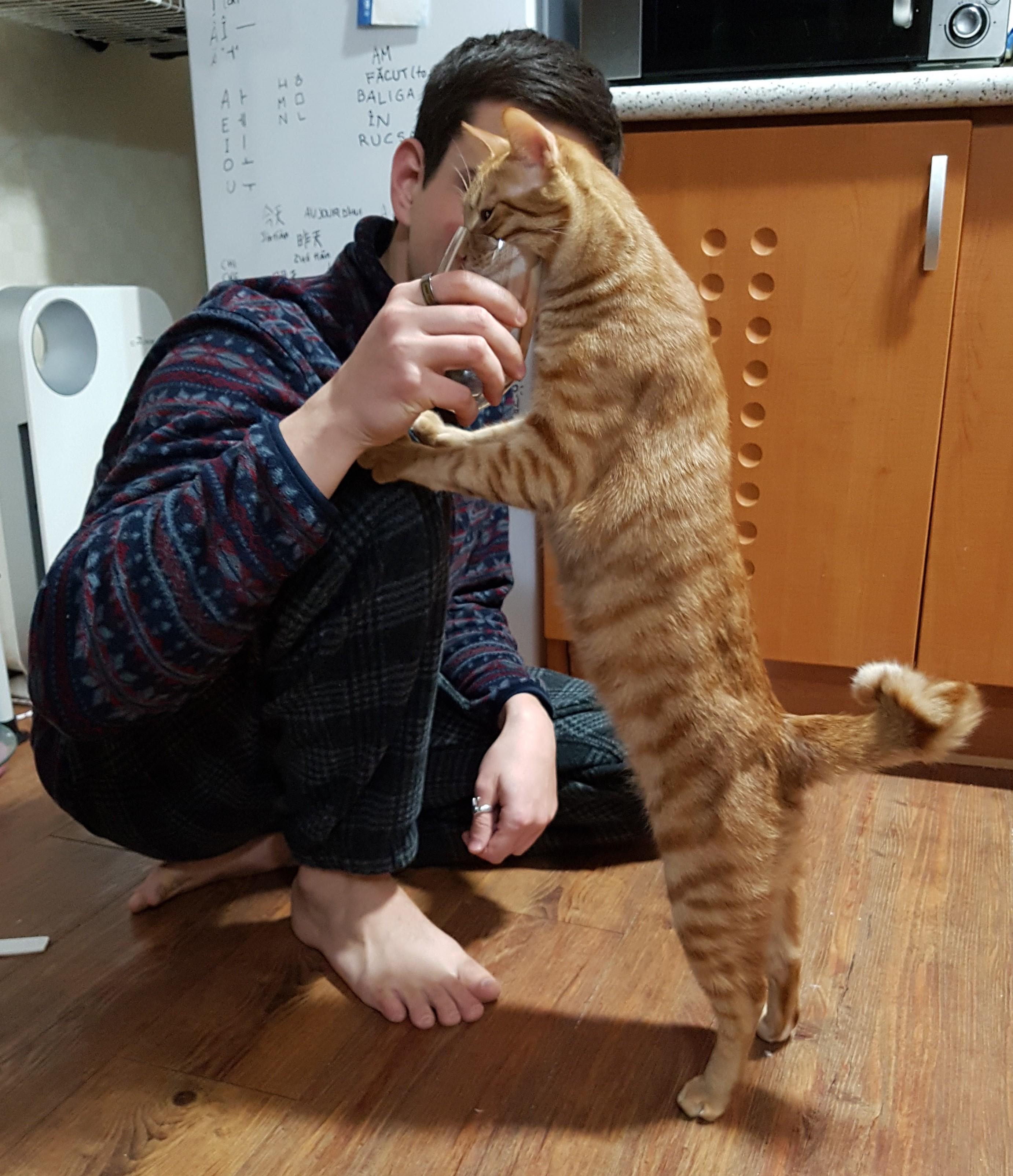 My ginger rescue cat grew up so big and strong! He also prefers glasses