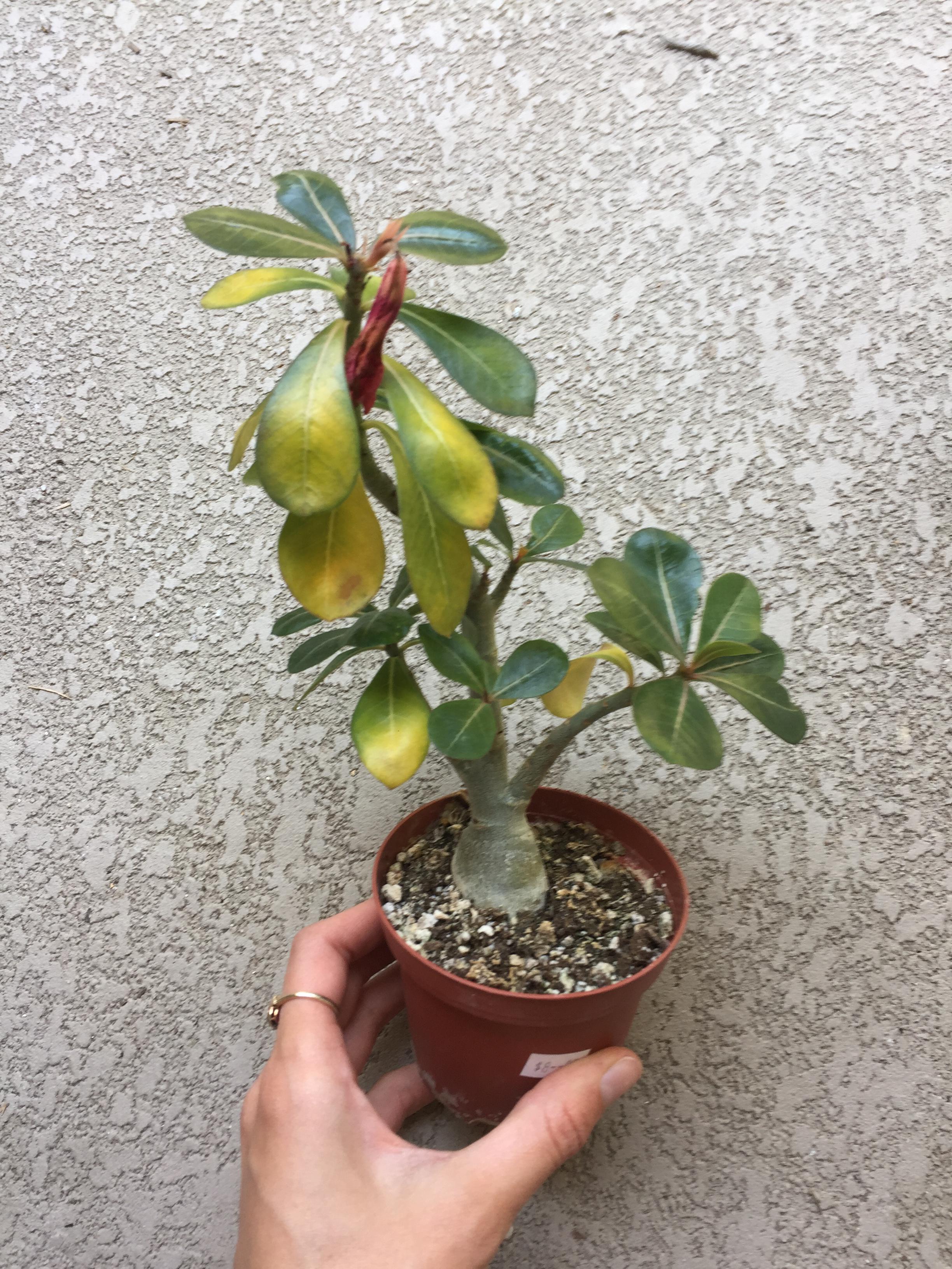 Help! My adenium obesum has yellow leaves. Bought this cutie 3 weeks