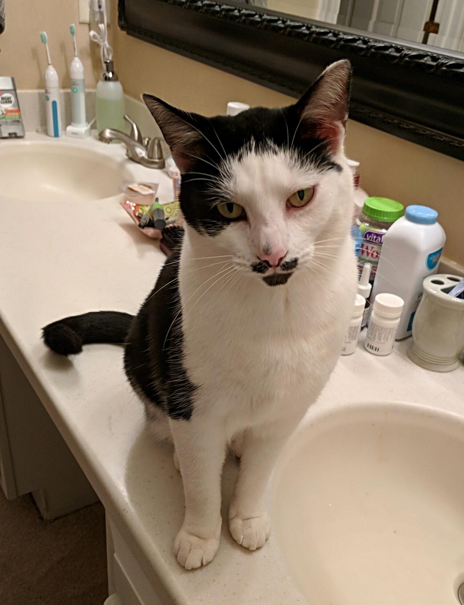 Sir Nibbler is one pissed off looking kitty r/cats