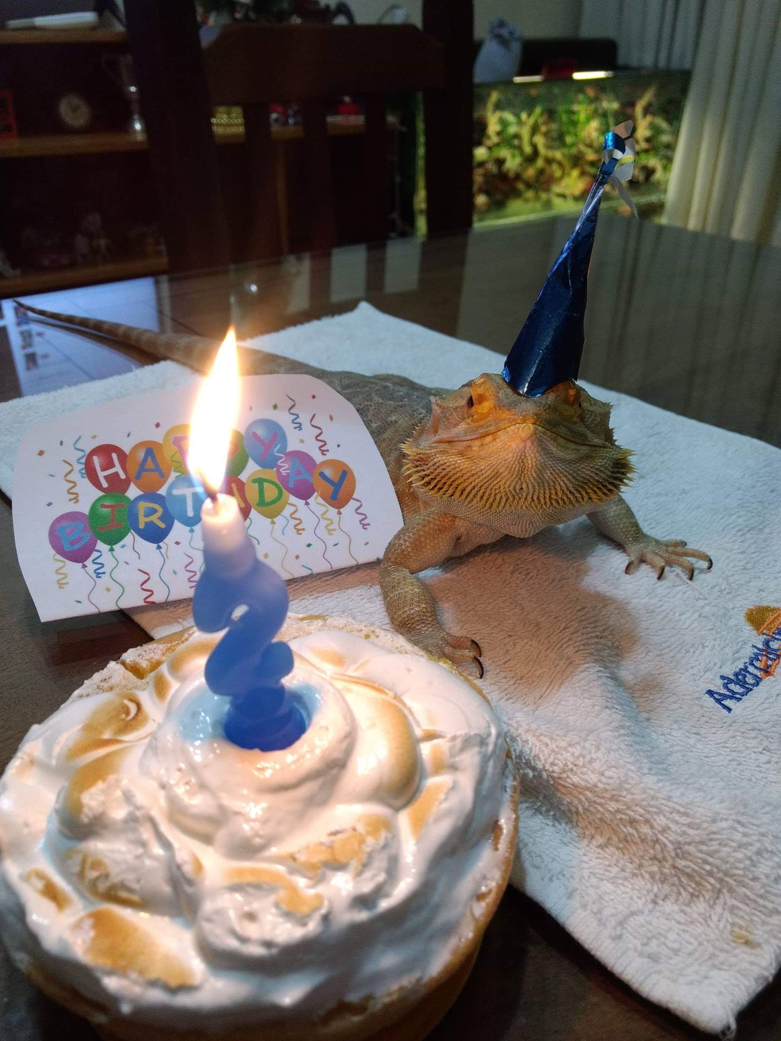 happy birthday bearded dragon shade *wrong