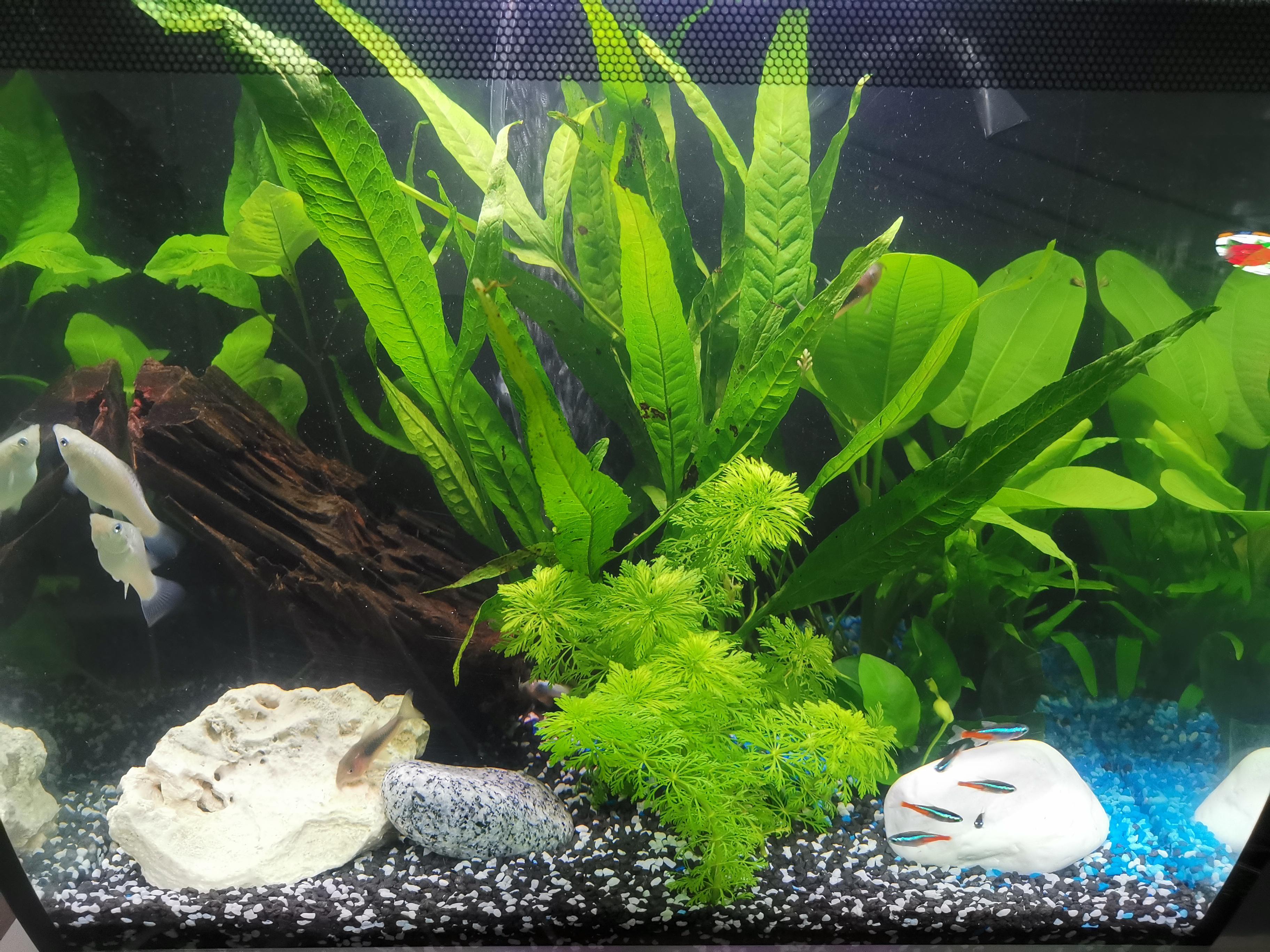 My first aquarium! Finished filling it today! 6 neons, 2 mollies and 5