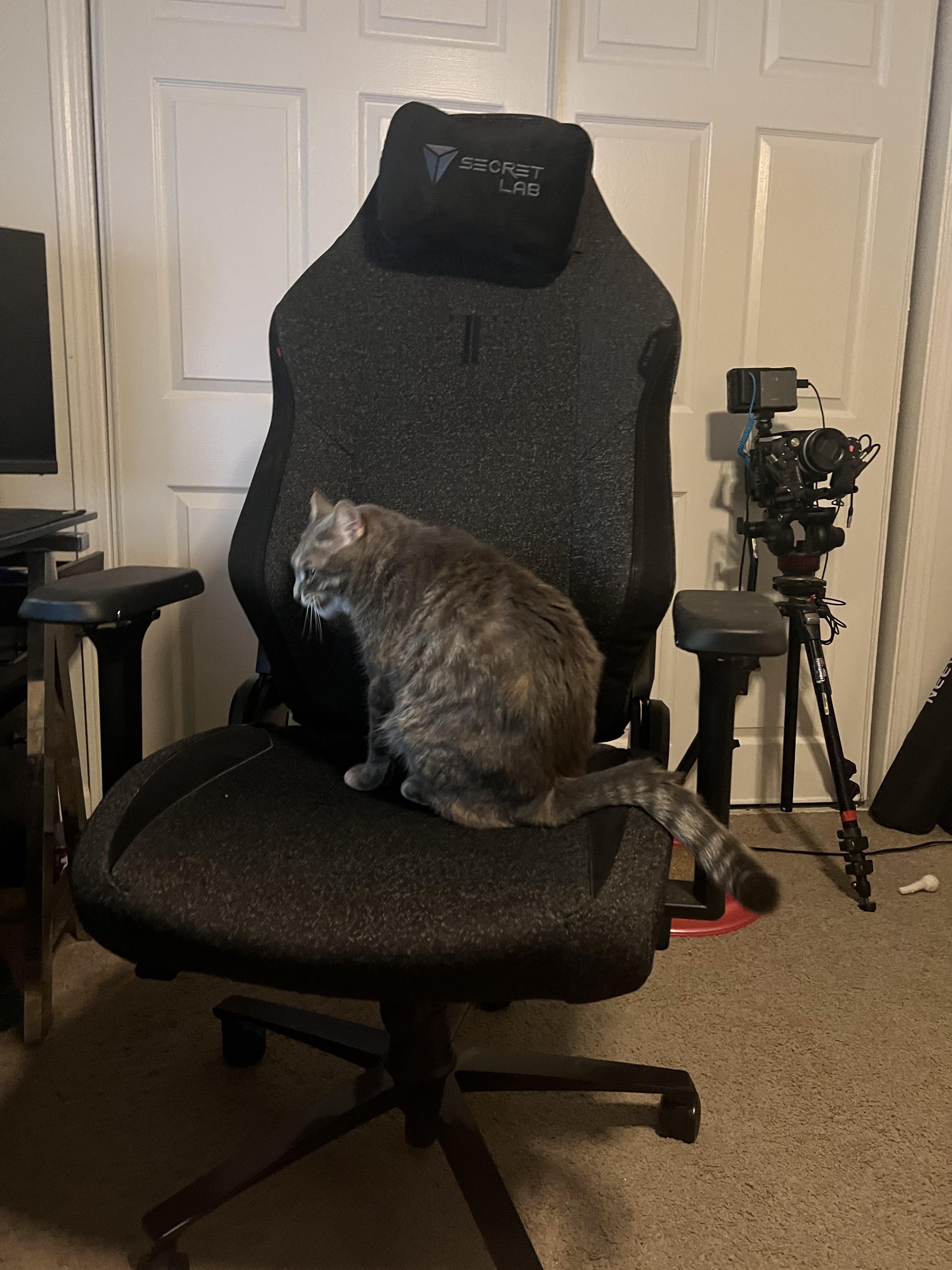 This is the best chair ever even tracy loves it Secretlab r/secretlab