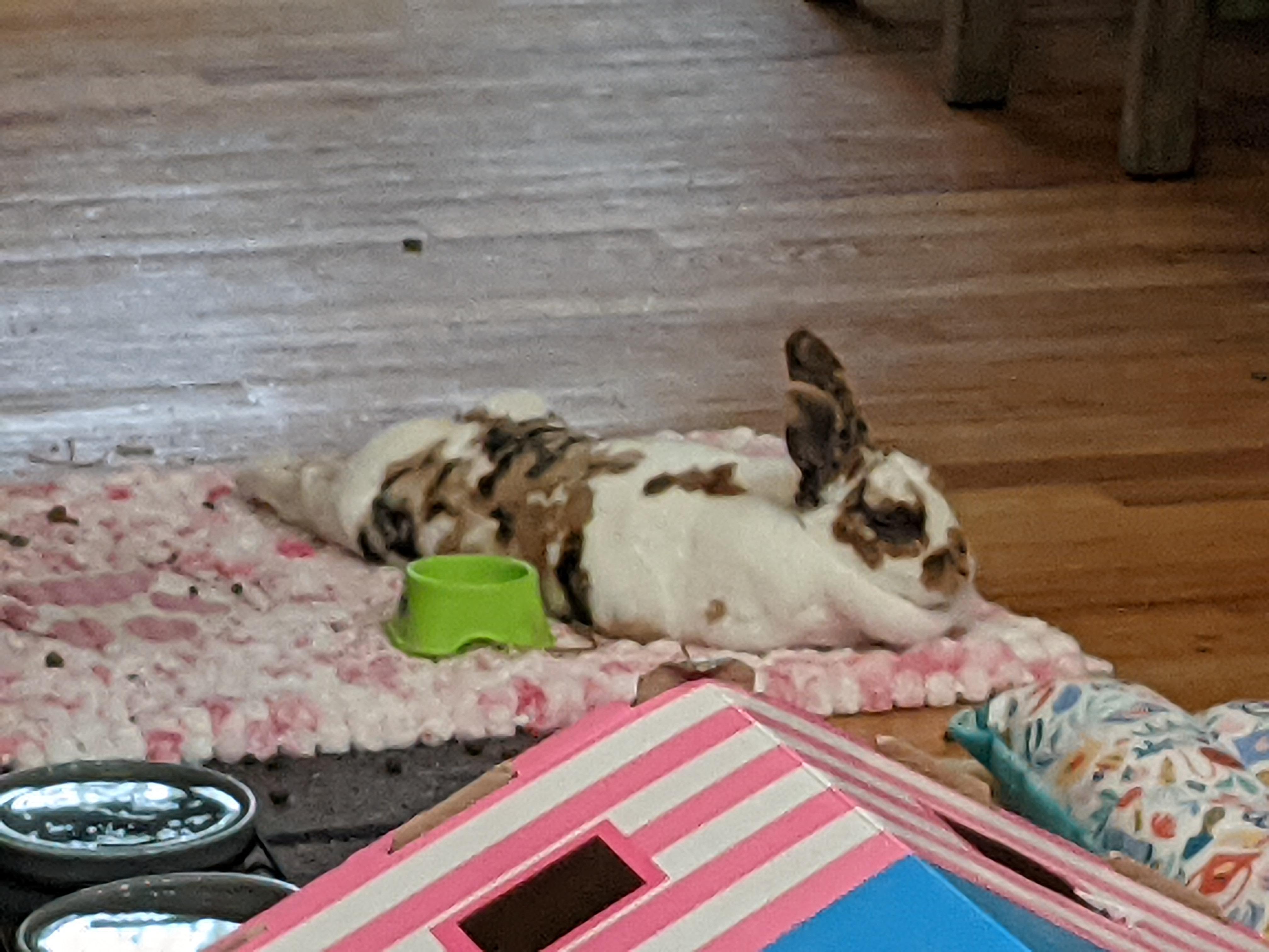 My s'mores wasn't eating and lethargic. Took her to our vet hospital