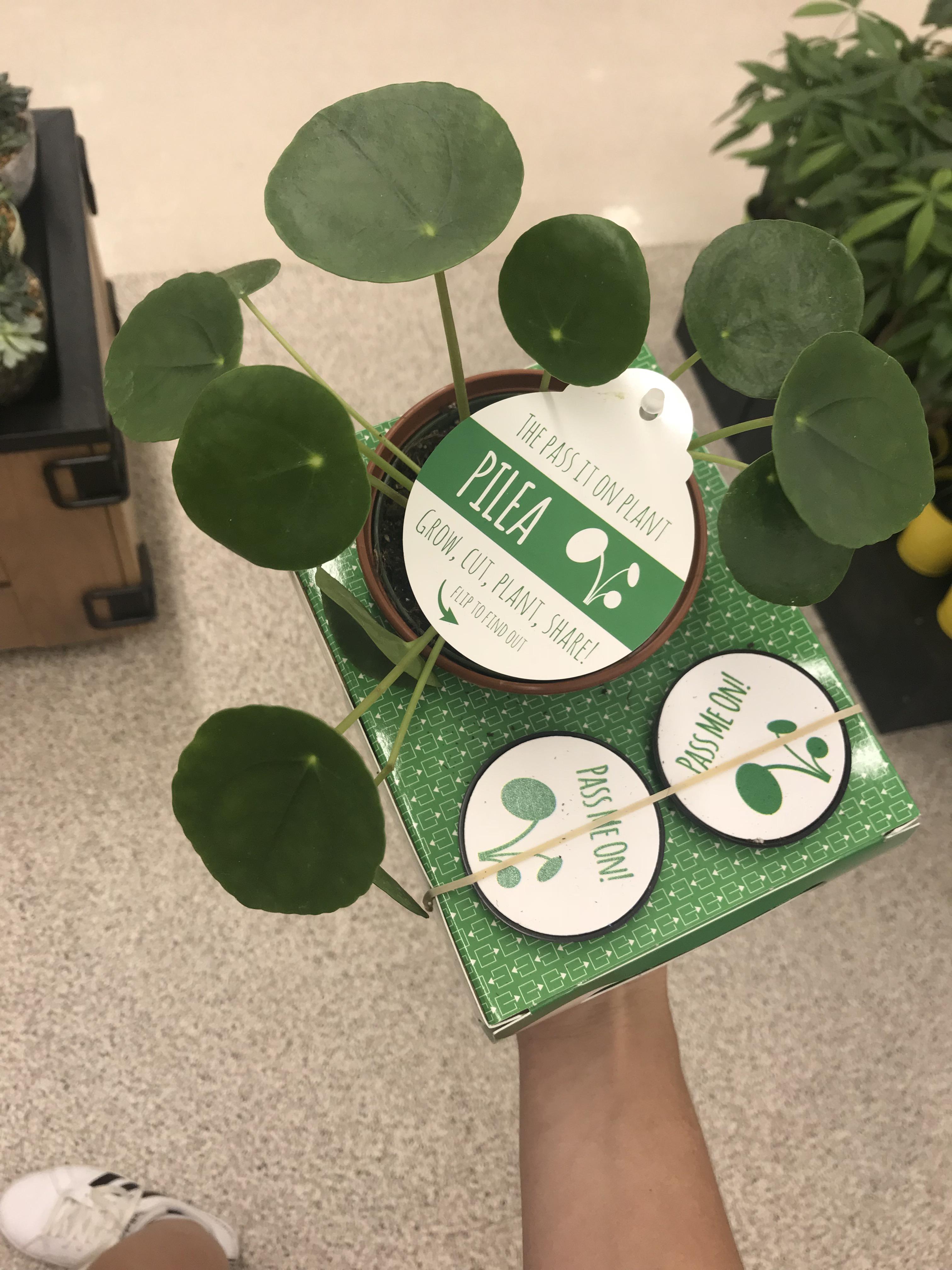 Flew to Michigan to visit my Mom and finally found a pilea! I wish I