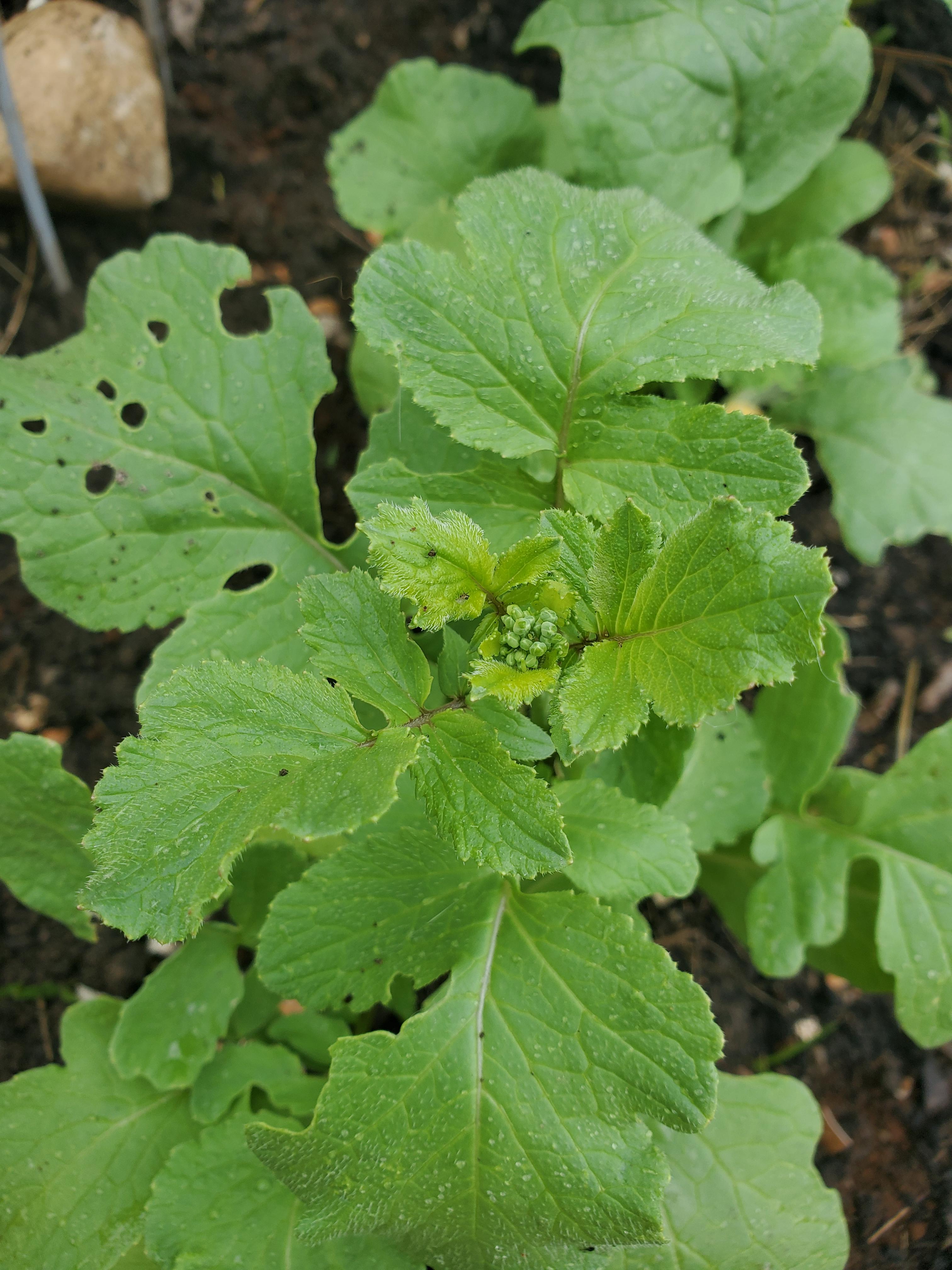 Is my radish bolting already? Do I need to harvest it? r/OntarioGardeners