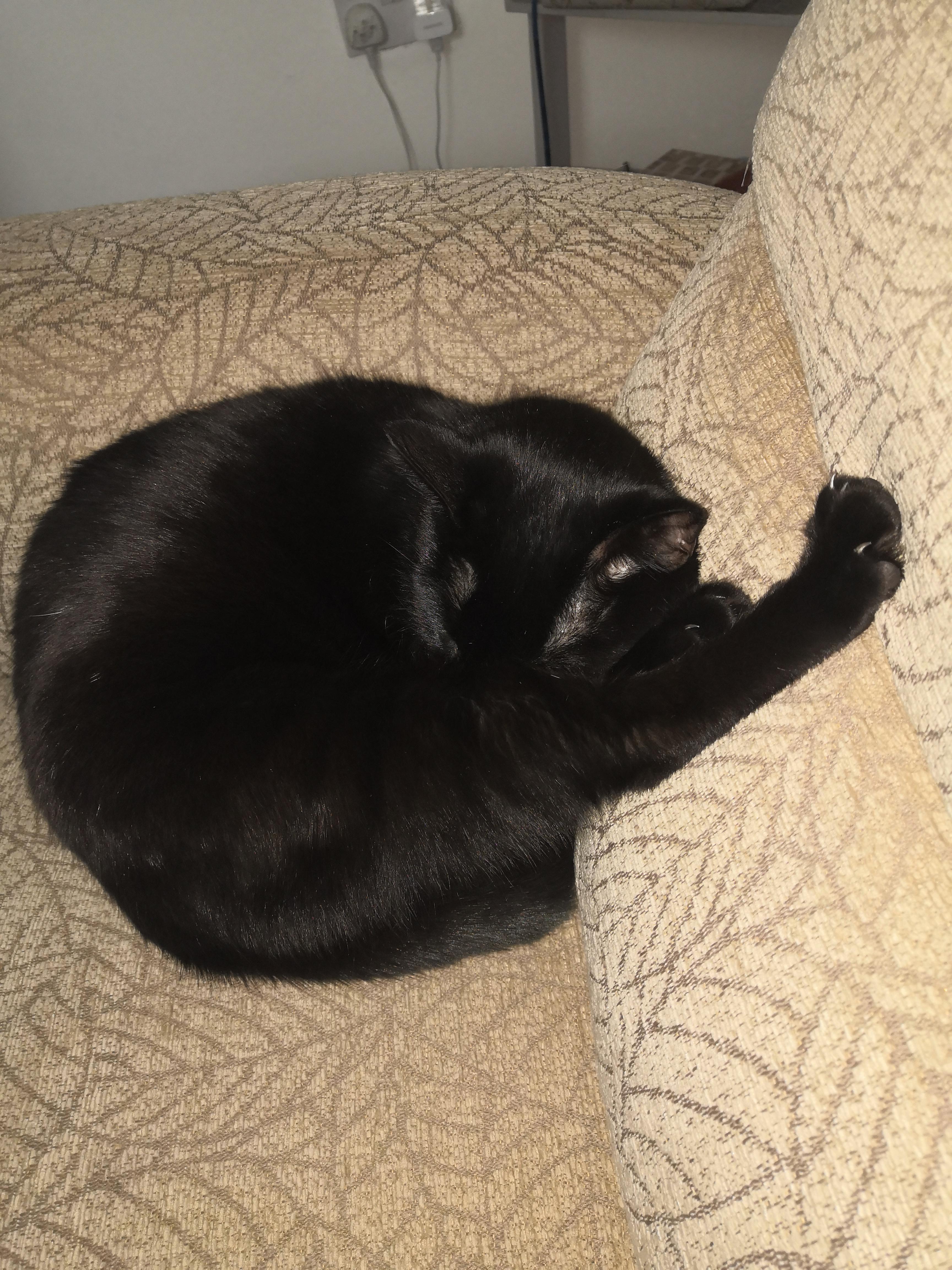 Put your leg in the air if you just don't care r/cats