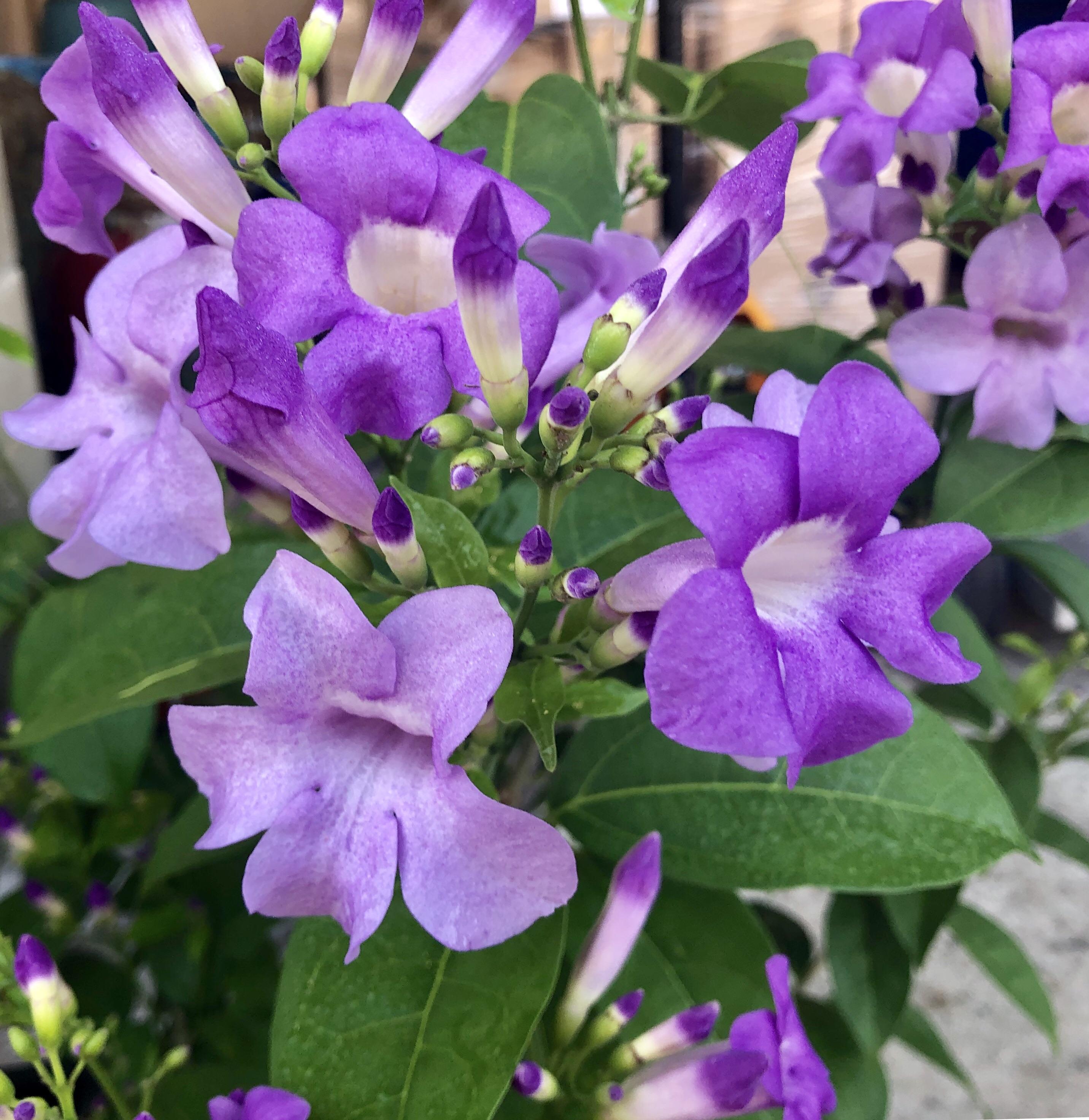 Garlic Vine flowers, SW Florida r/BotanicalPorn