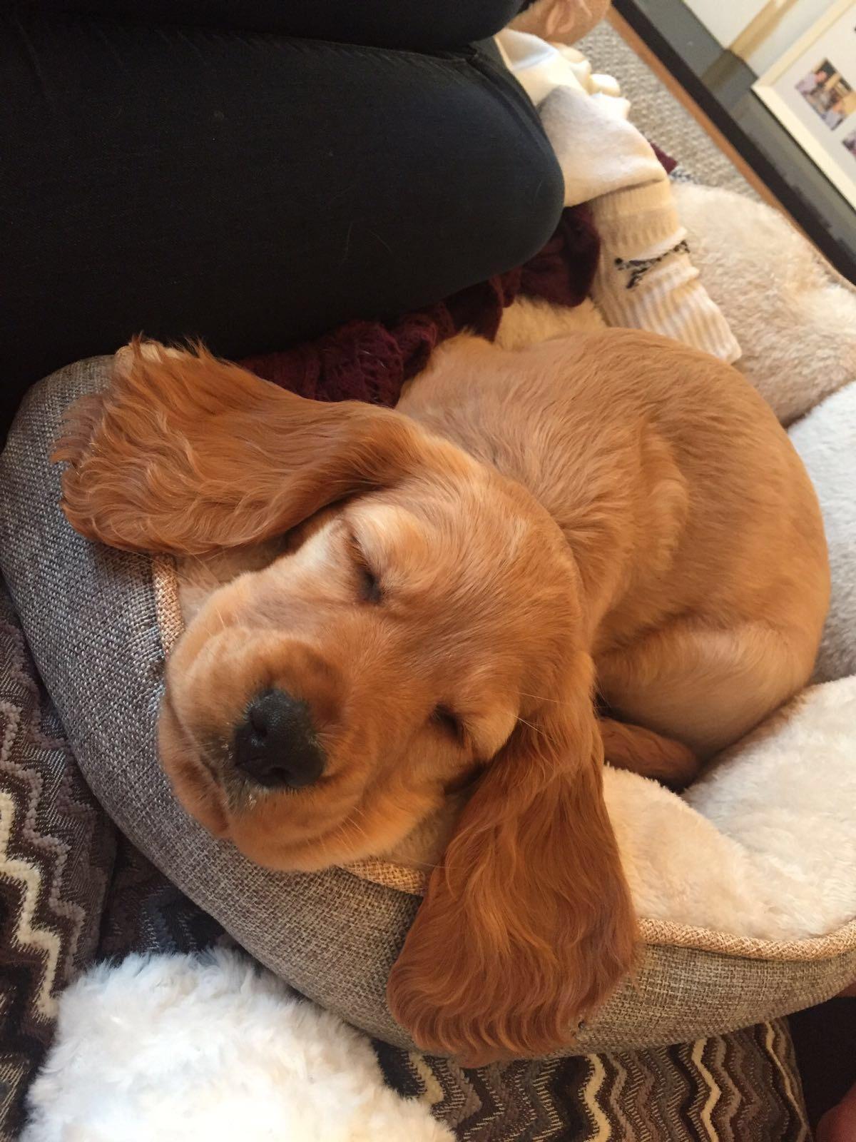 Brother just got a new puppy, she’s pretty cute. r/aww