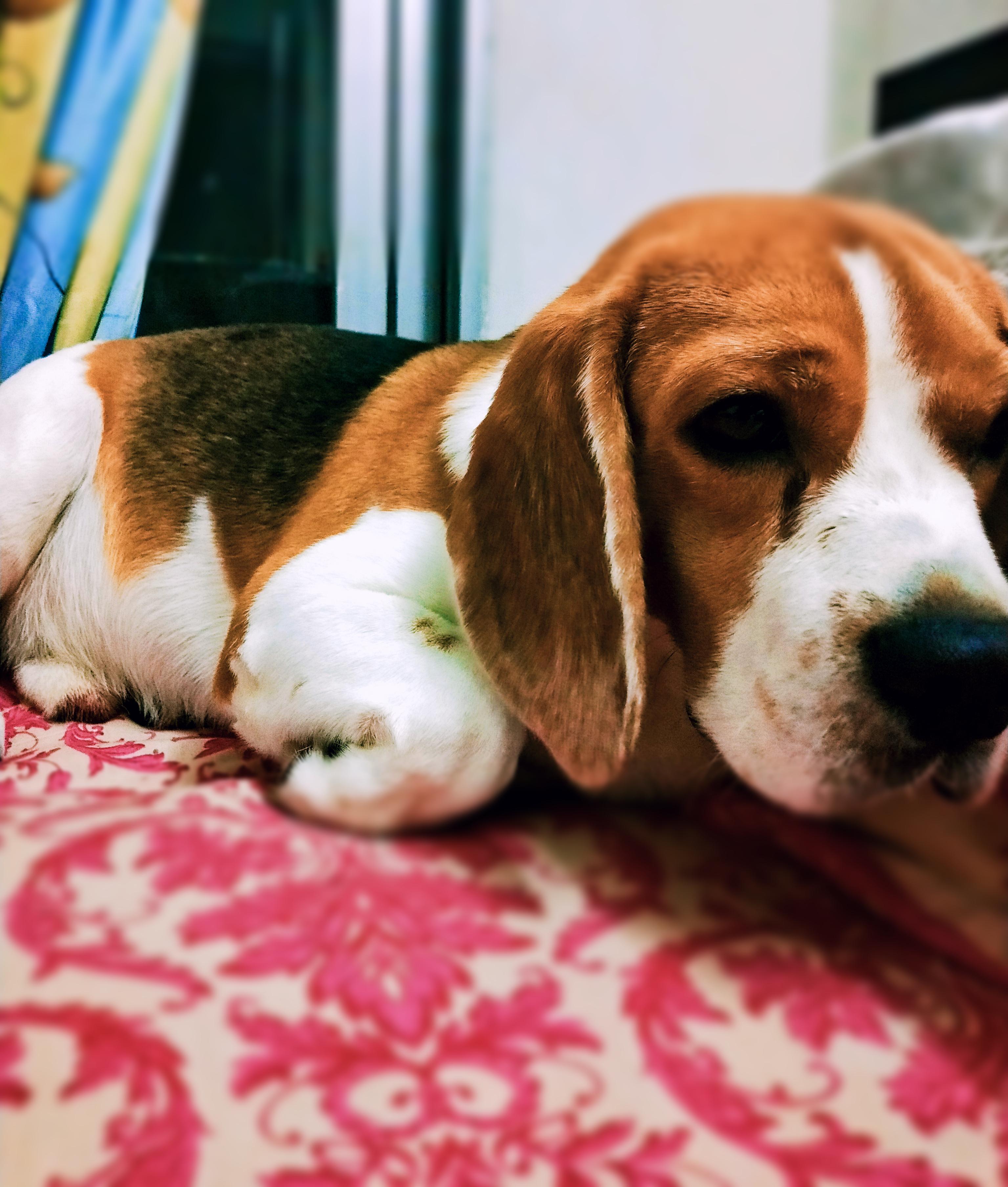 OMG a subreddit for beagle have a look at mine! r/beagle