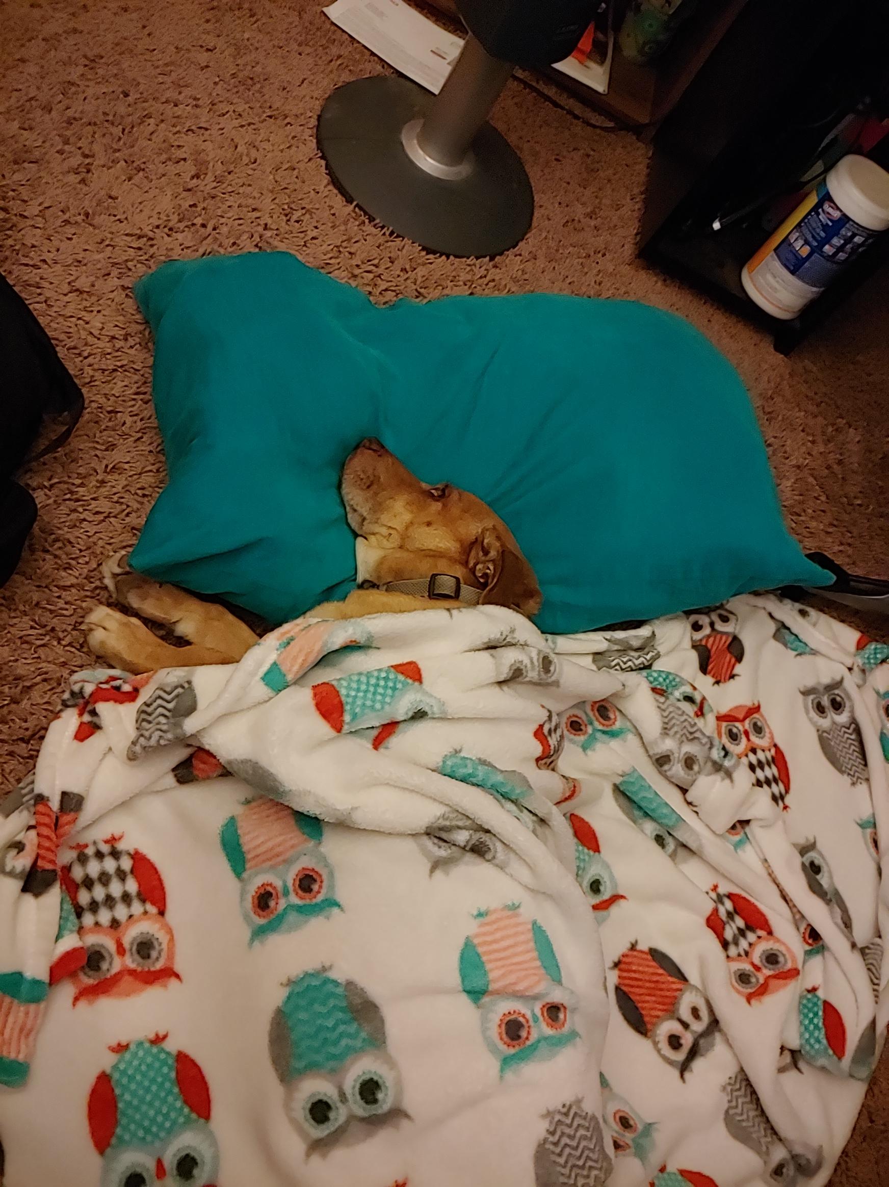 Dude and his favorite blanket r/TuckedInPuppies