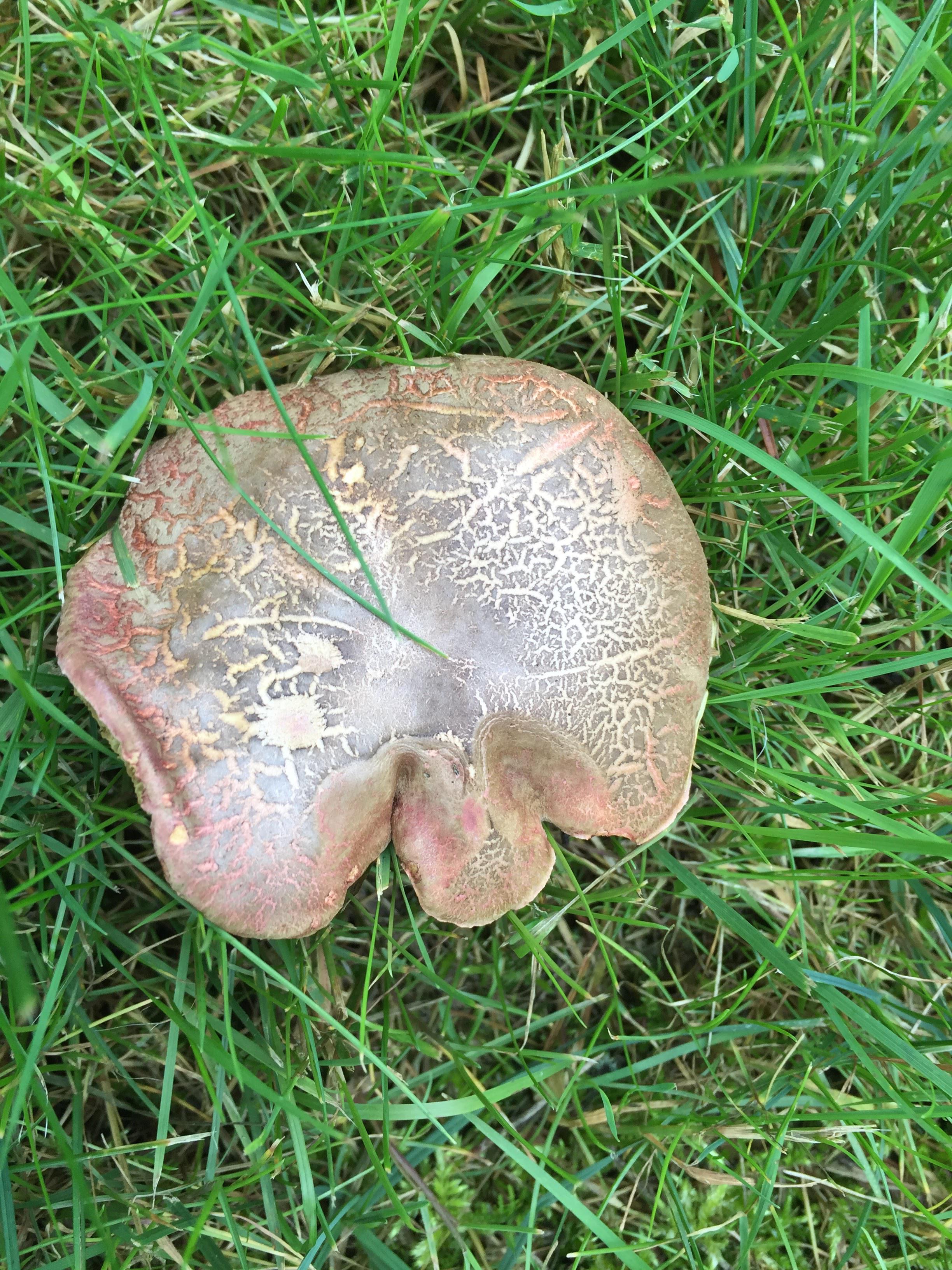This mushroom kinda looks like a brain. r/mildlyinteresting