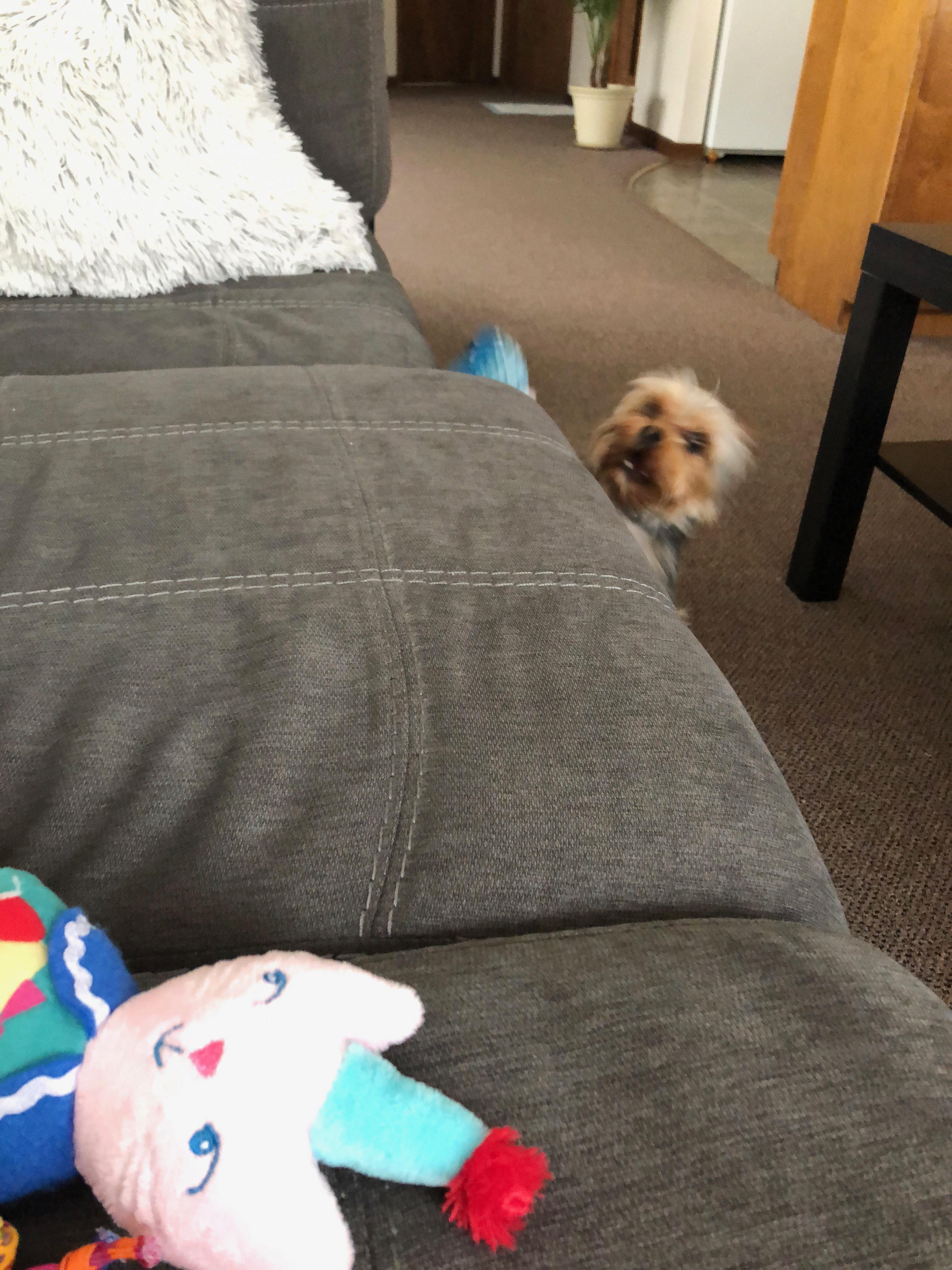 My yorkie wiping out while trying to jump on the couch. r/Yorkies