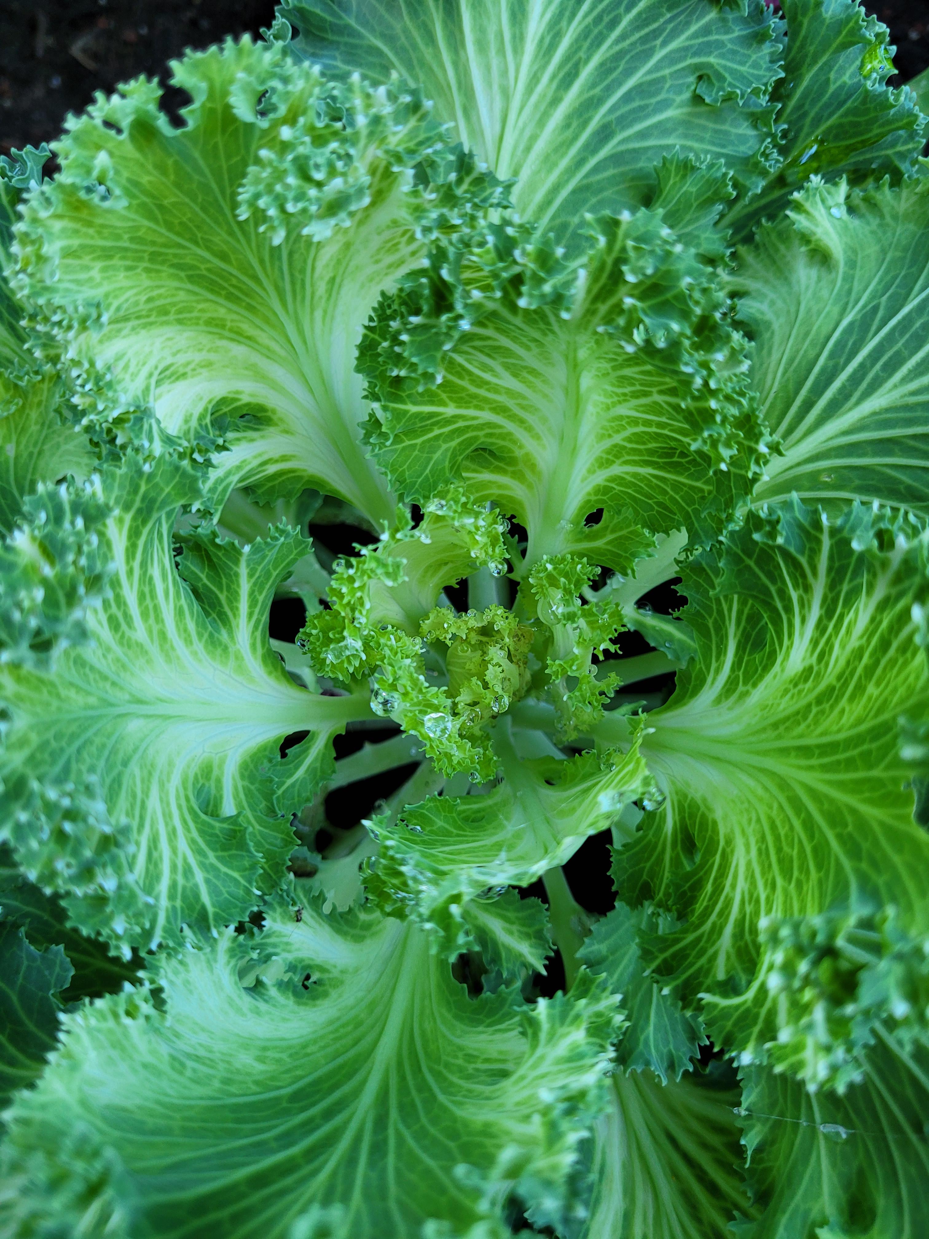 ornamental kale photo garden r/pics